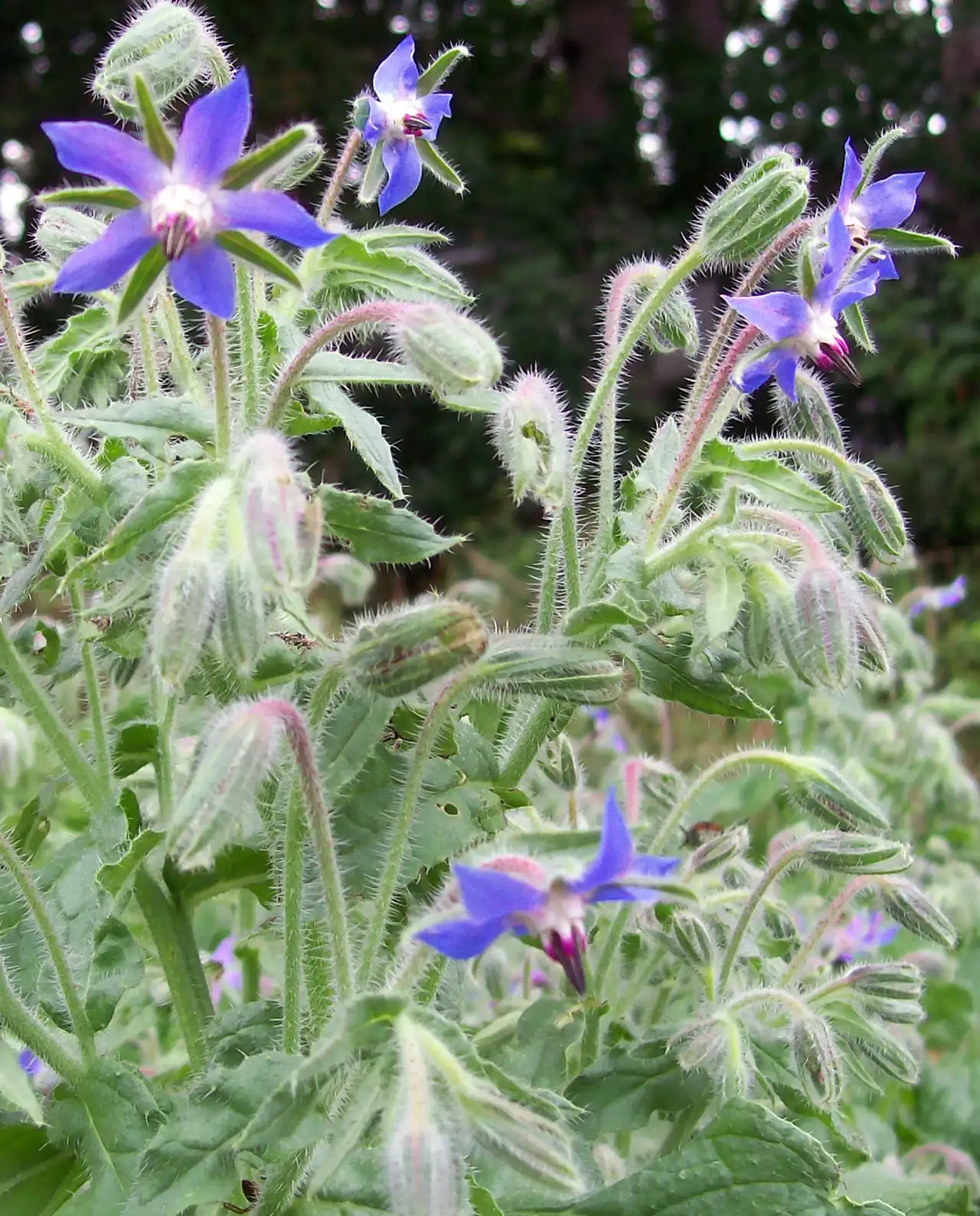 โบราจ Blue Borage
