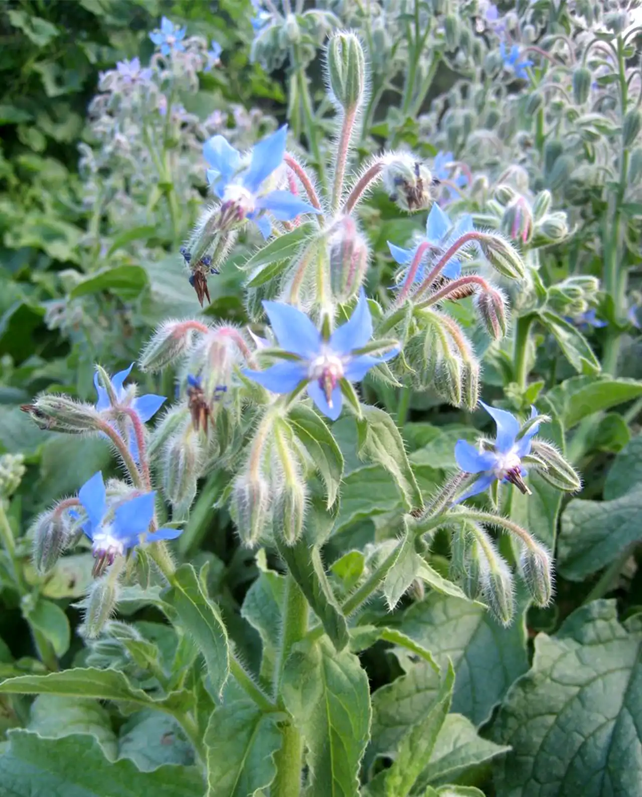 โบราจ Blue Borage