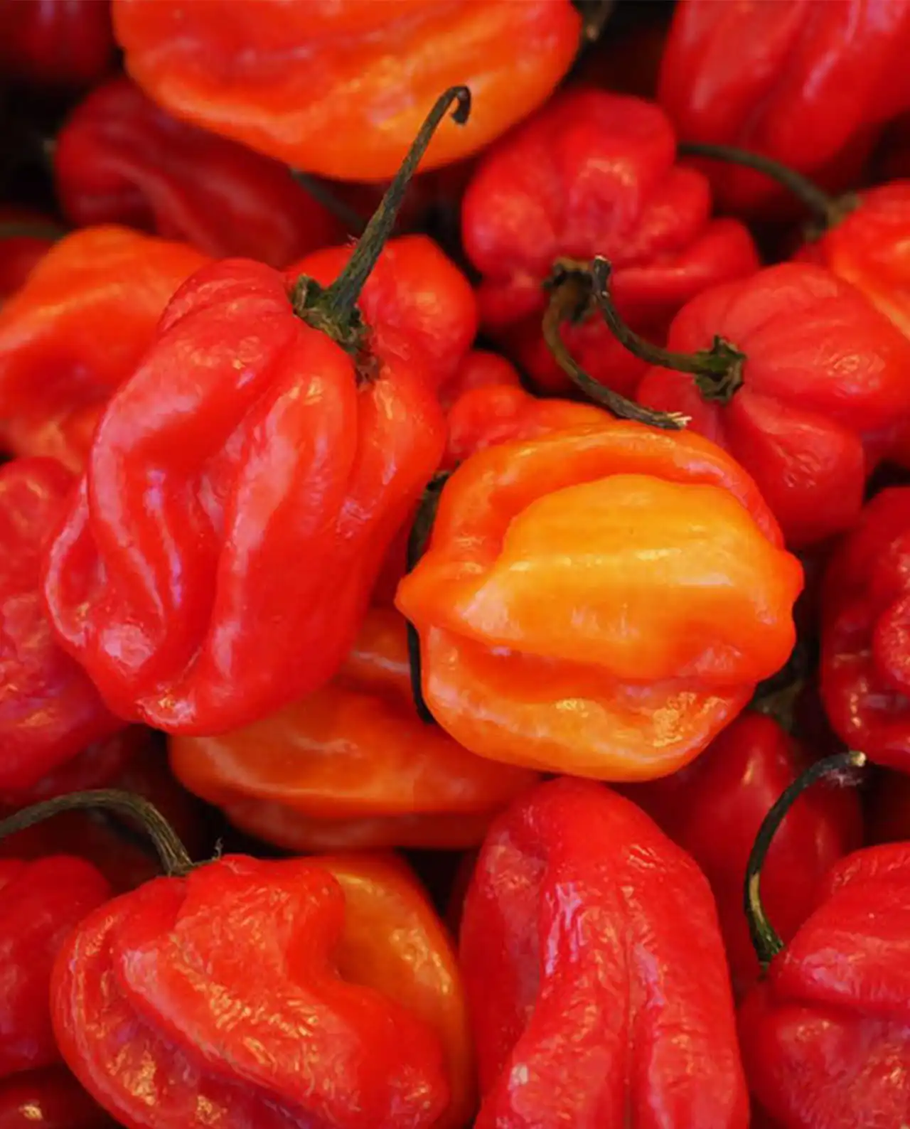 พริกฮาบาเนโร่ Mild Habanero Chiles