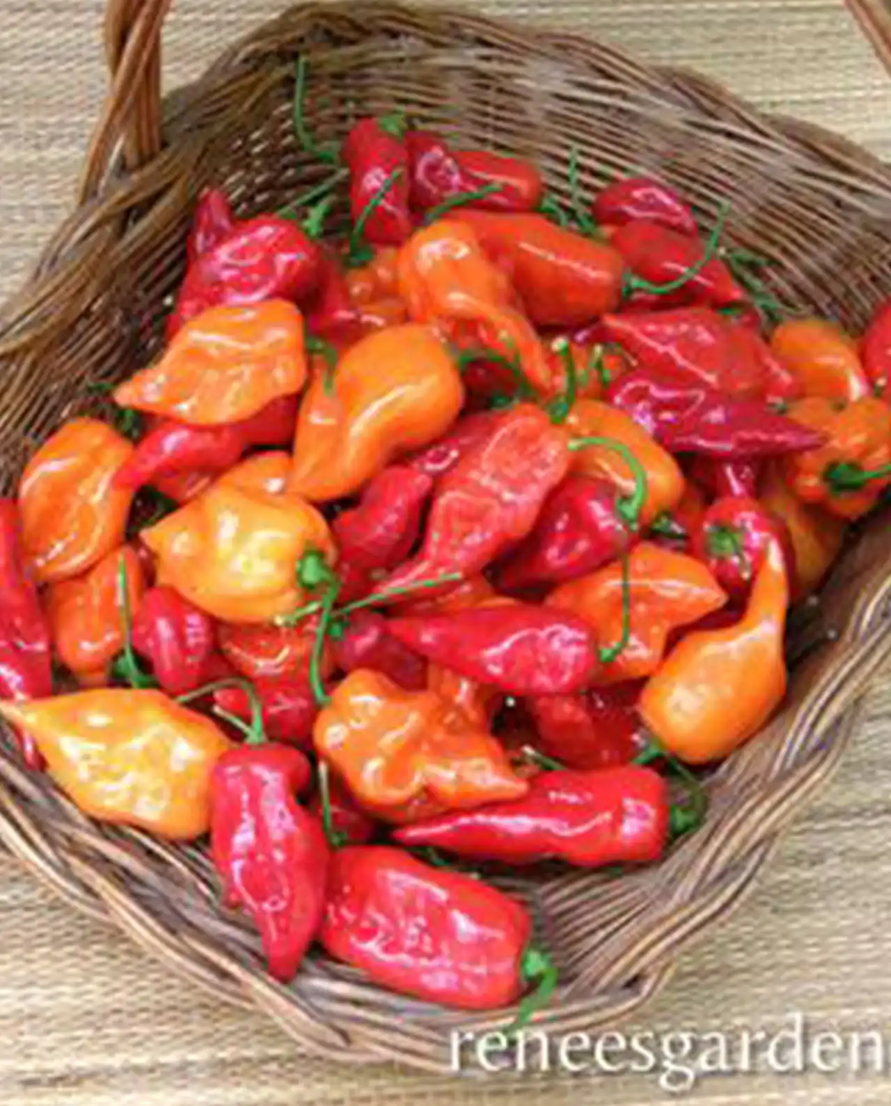 พริกฮาบาเนโร่ Mild Habanero Chiles