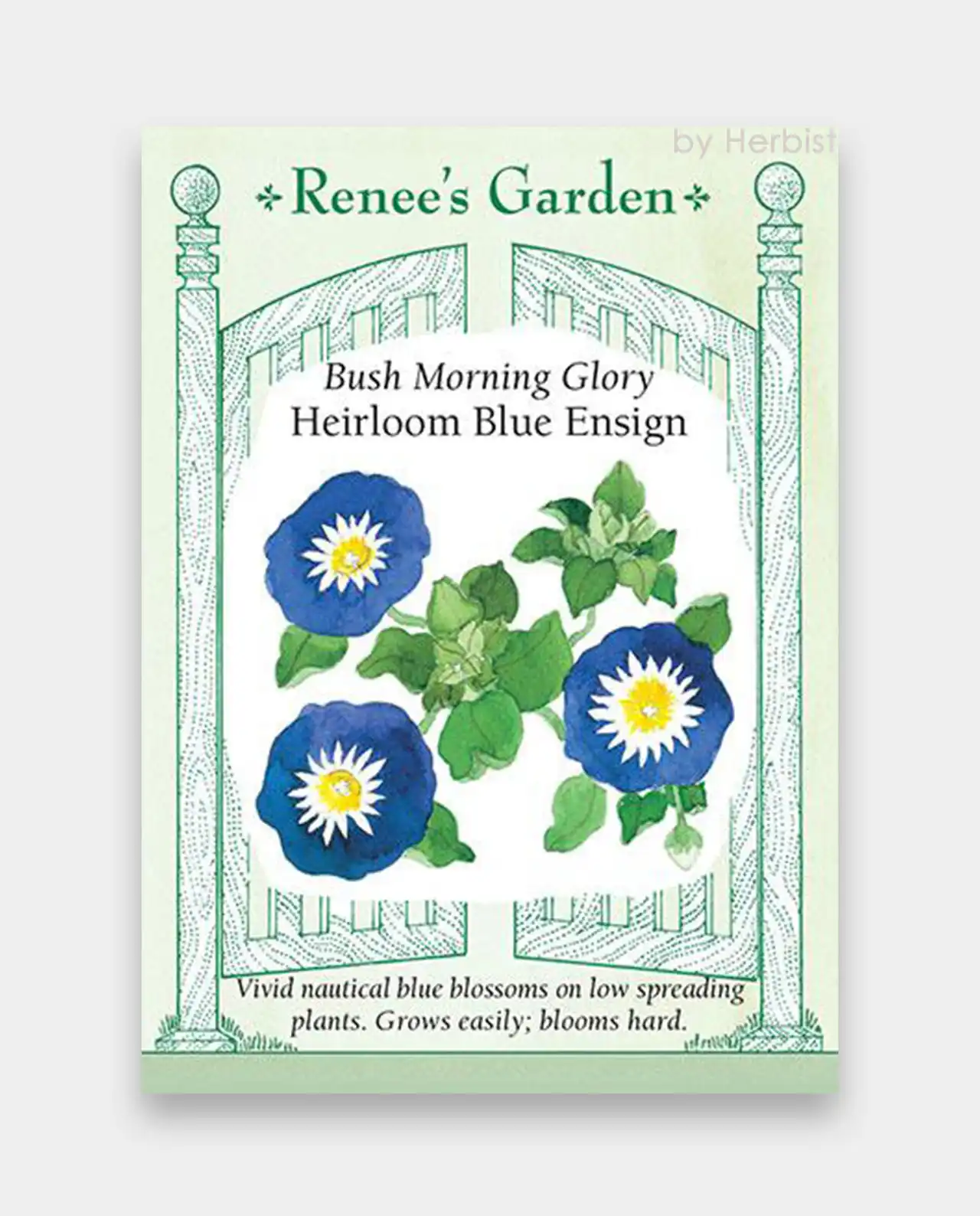 มอร์นิ่งกลอรี่ Morning Glory Blue Ensign