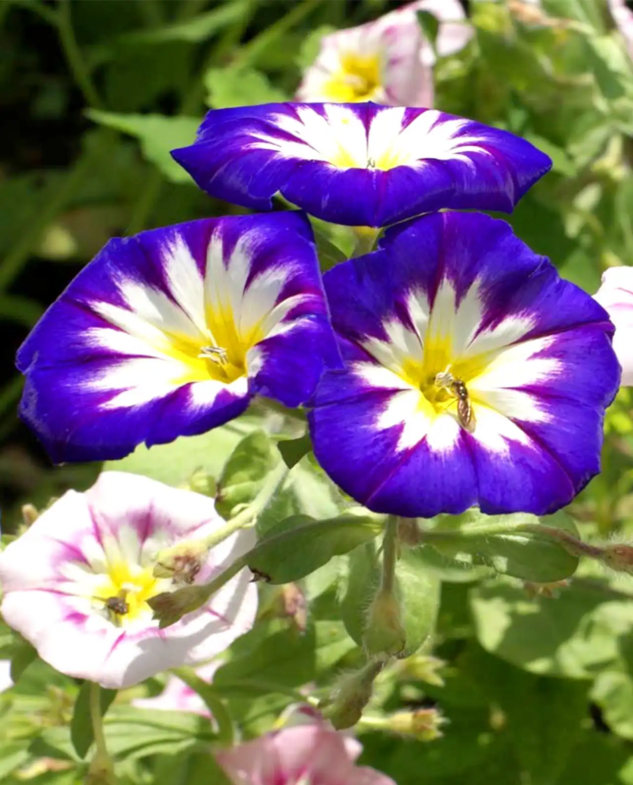 มอร์นิ่งกลอรี่ Morning Glory Blue Ensign