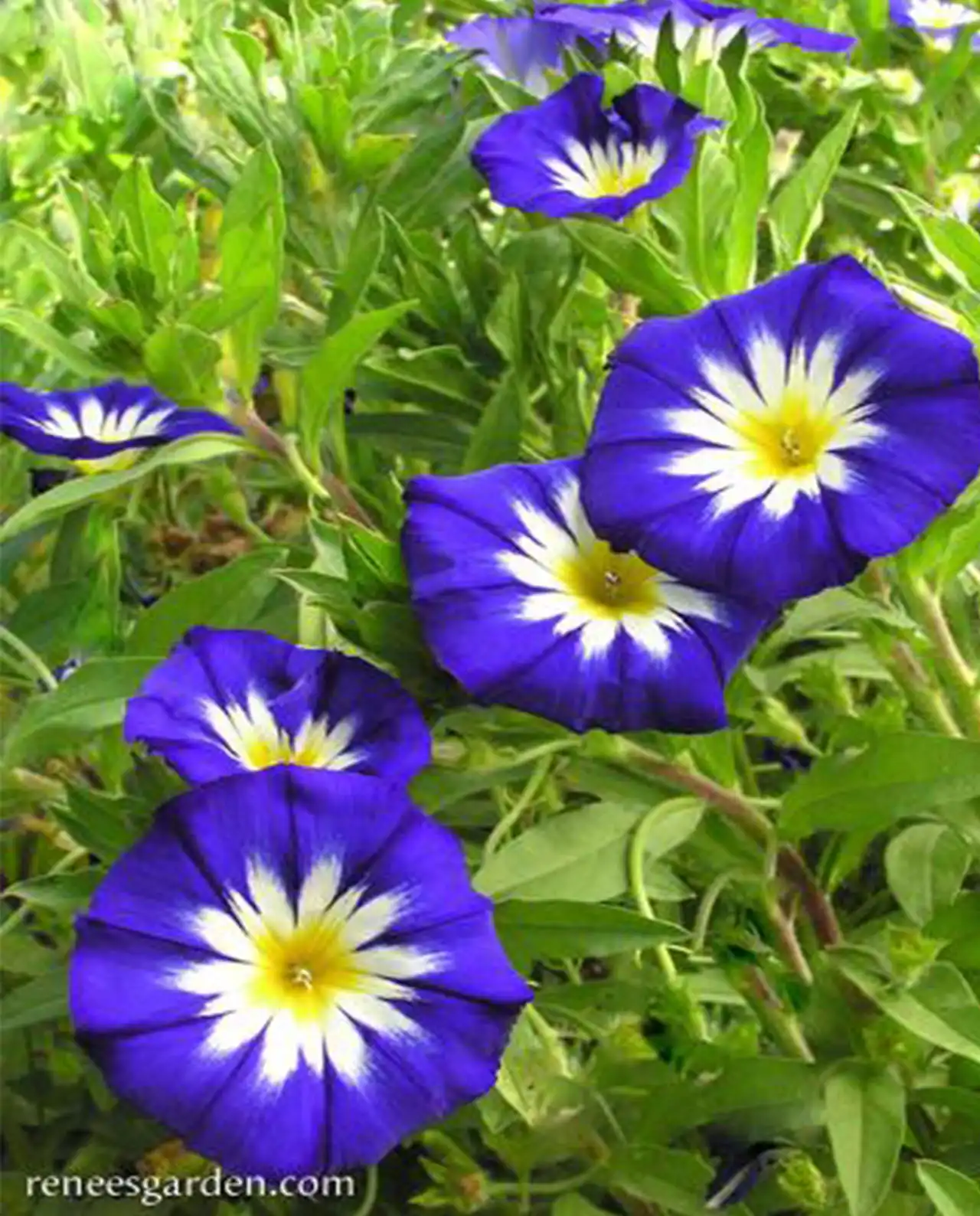 มอร์นิ่งกลอรี่ Morning Glory Blue Ensign