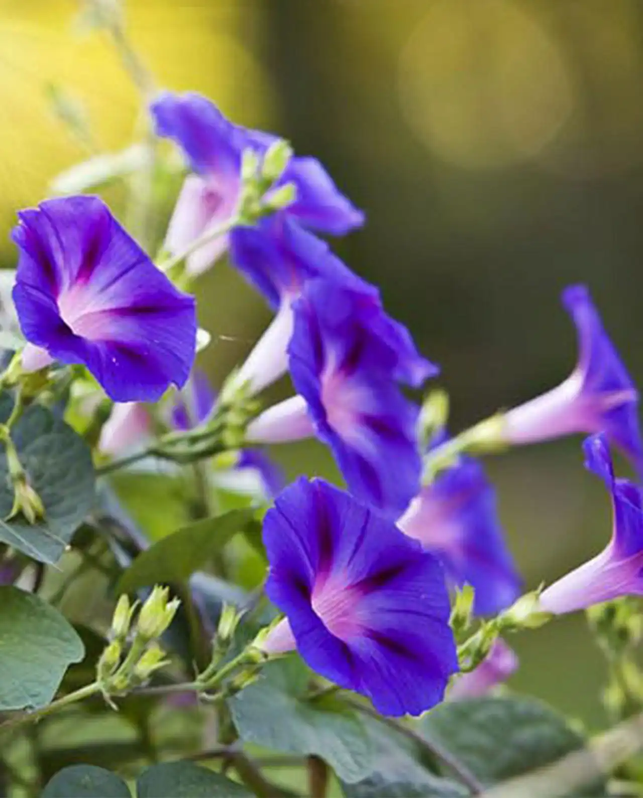 มอร์นิ่งกลอรี่ Morning Glory Grandpa Ott's