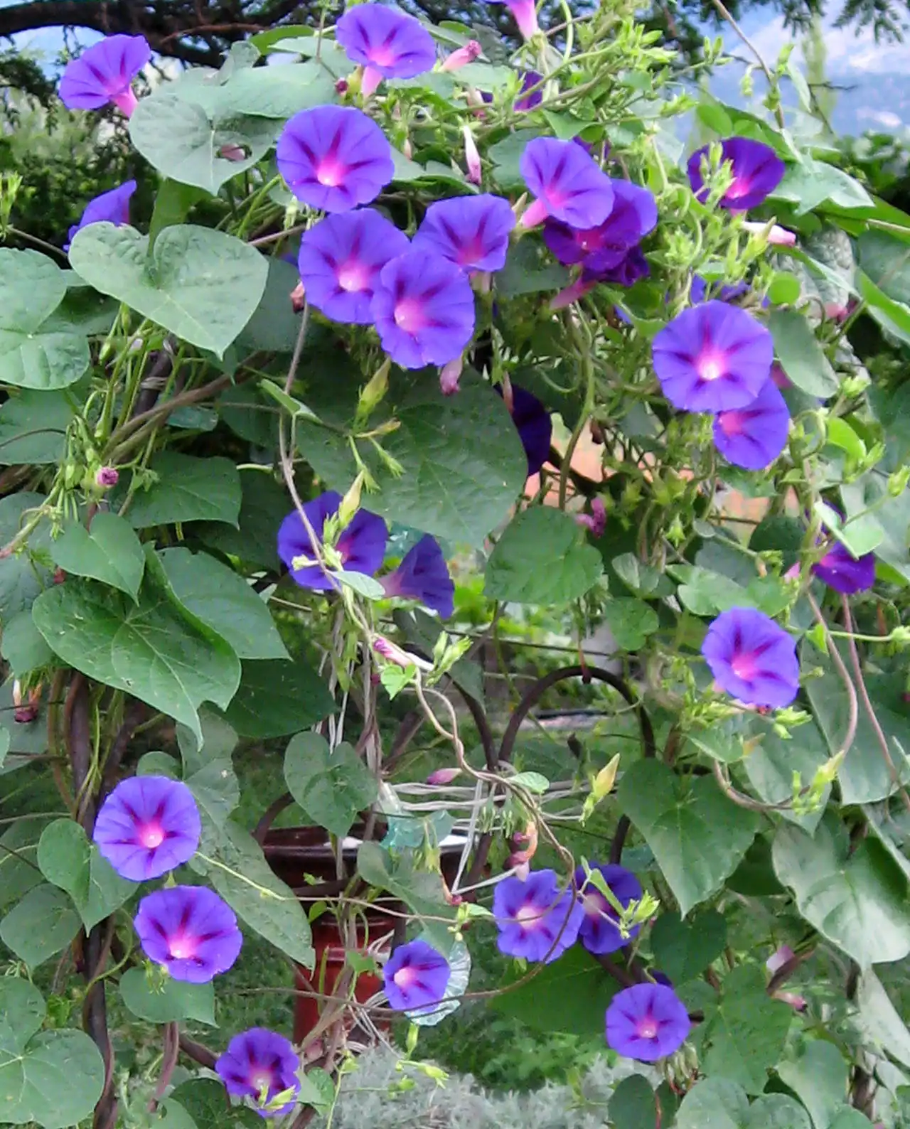 มอร์นิ่งกลอรี่ Morning Glory Grandpa Ott's