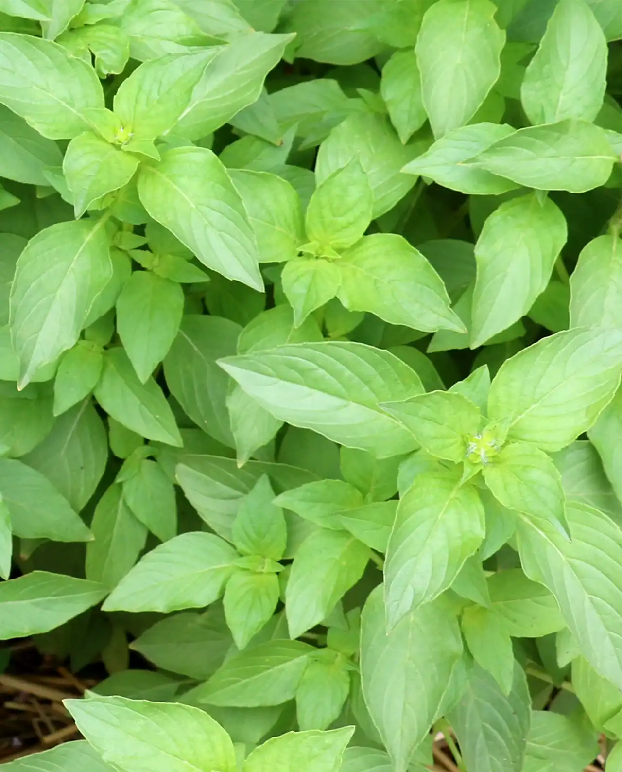 เบซิล Mrs. Burns' Lemon Basil