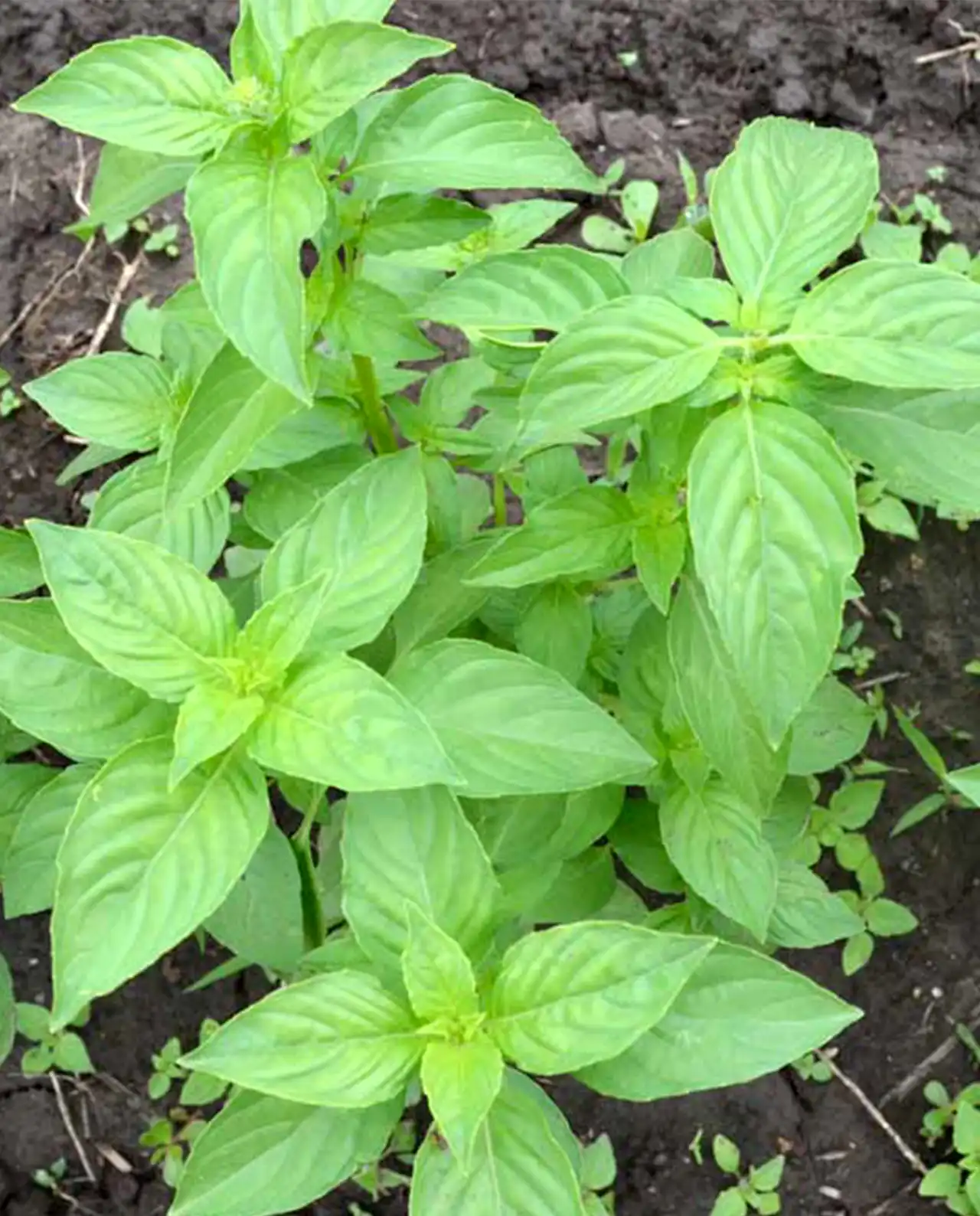 เบซิล Mrs. Burns' Lemon Basil