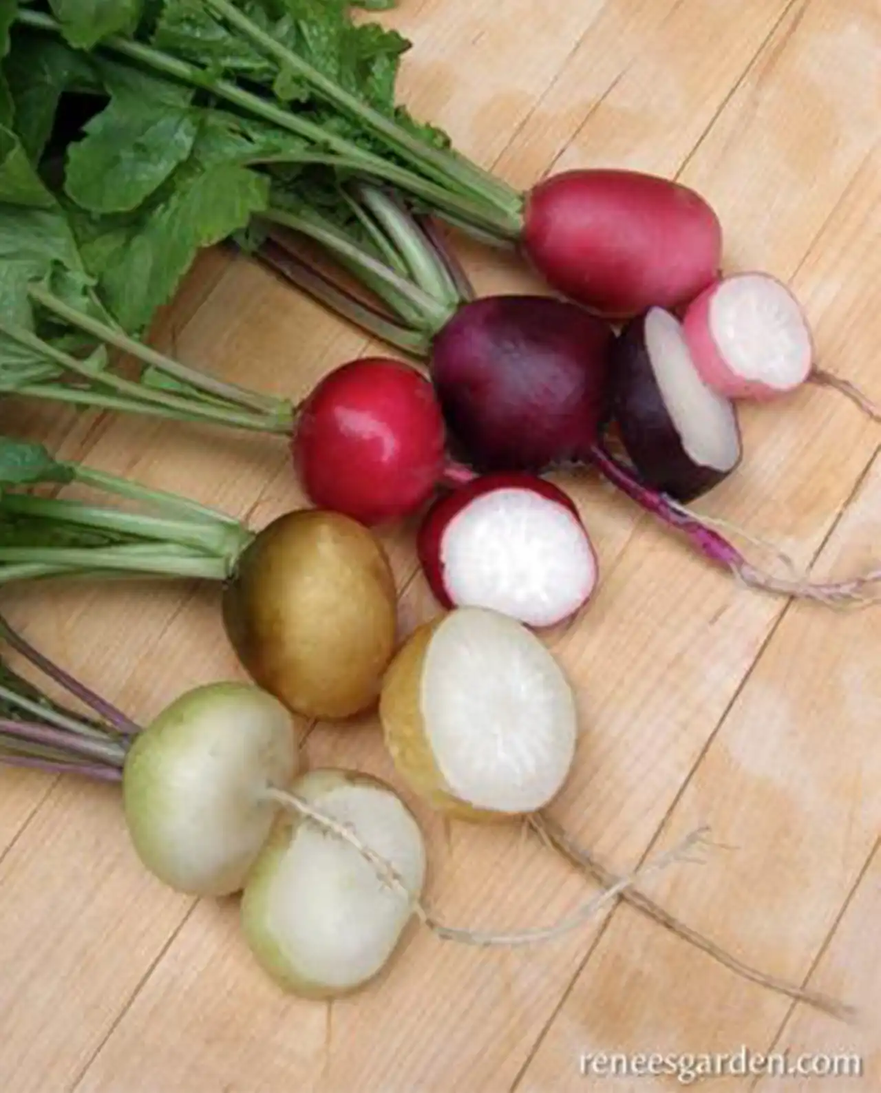 แรดิช Radish Mix Garden Party