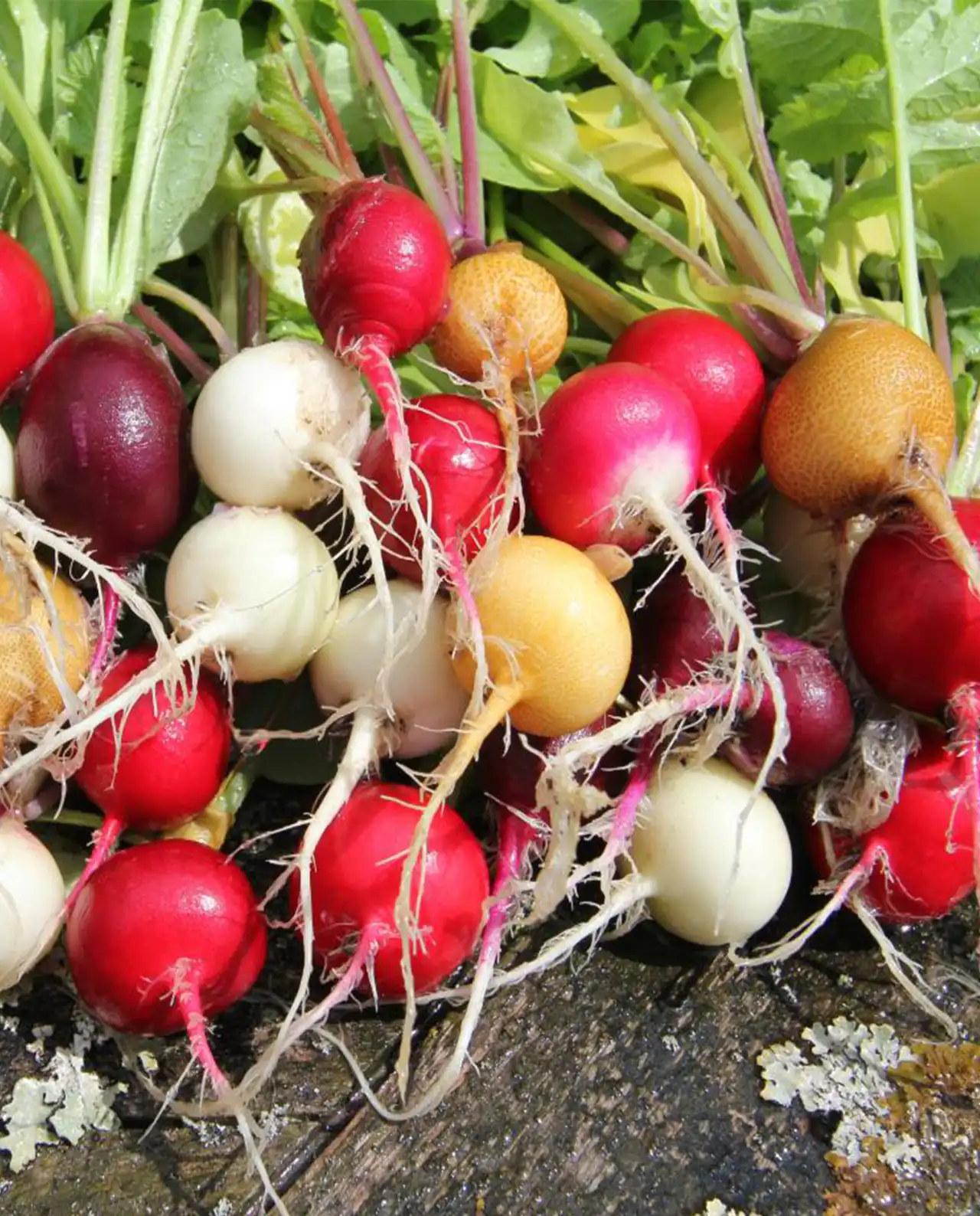 แรดิช Radish Mix Garden Party