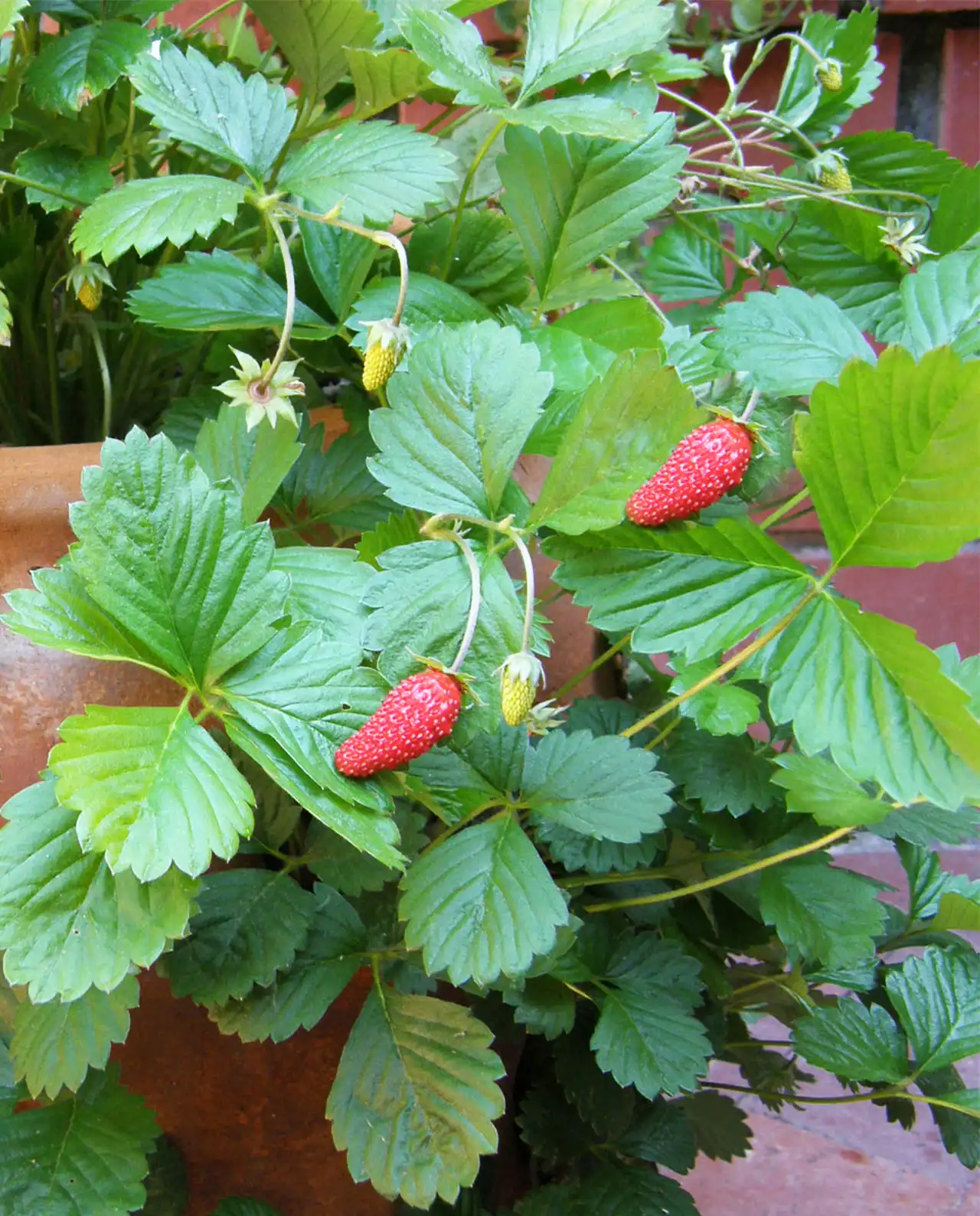 สตรอว์เบอร์รี Strawberries Mignonette