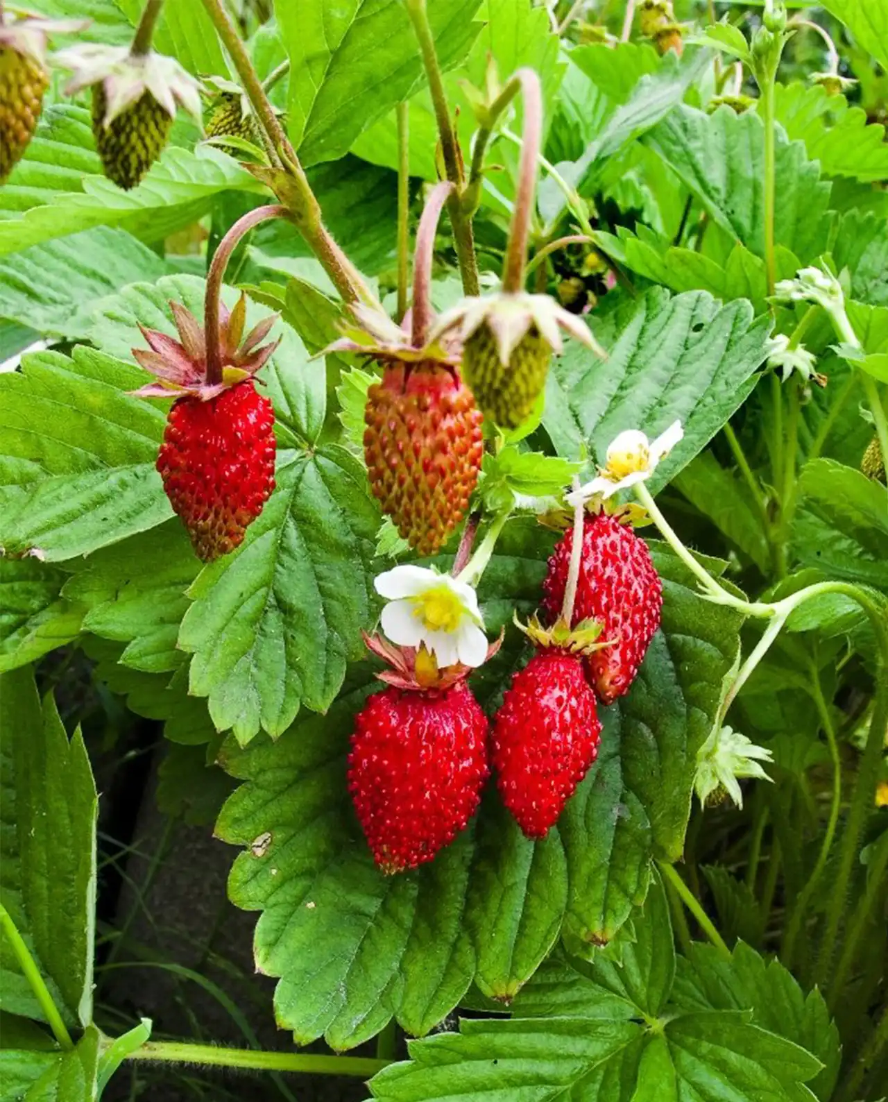สตรอว์เบอร์รี Strawberries Mignonette