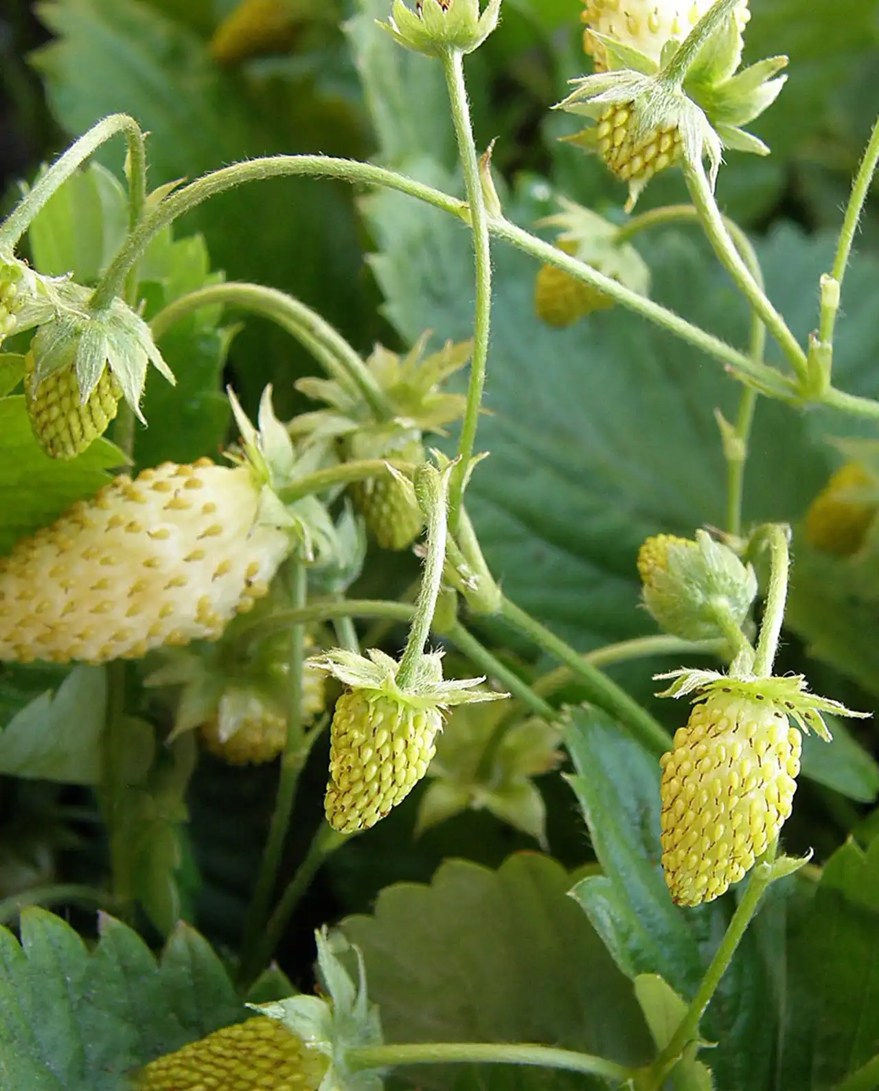 สตรอว์เบอร์รี Strawberries Pineapple