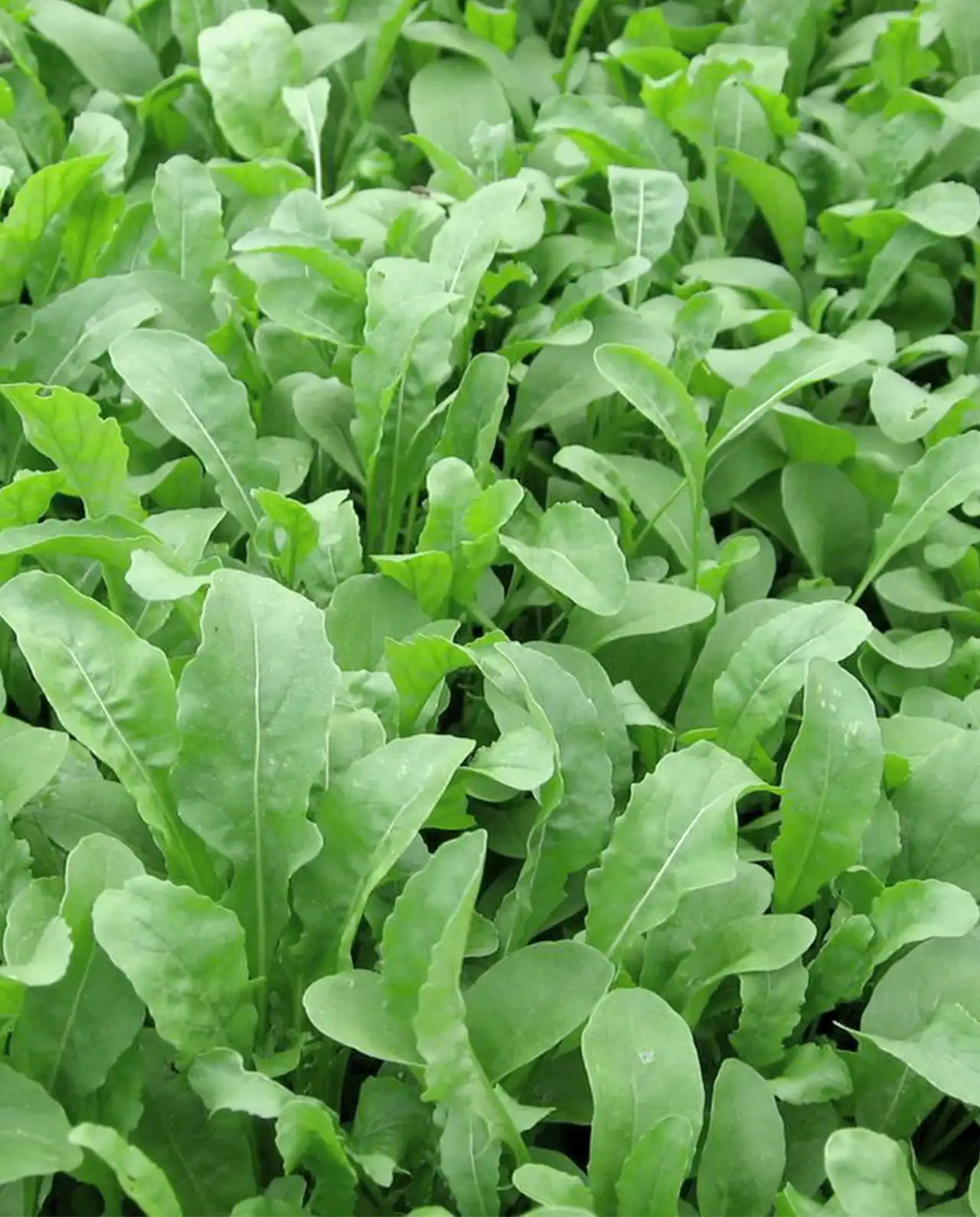 อลูกูล่า Italian Arugula