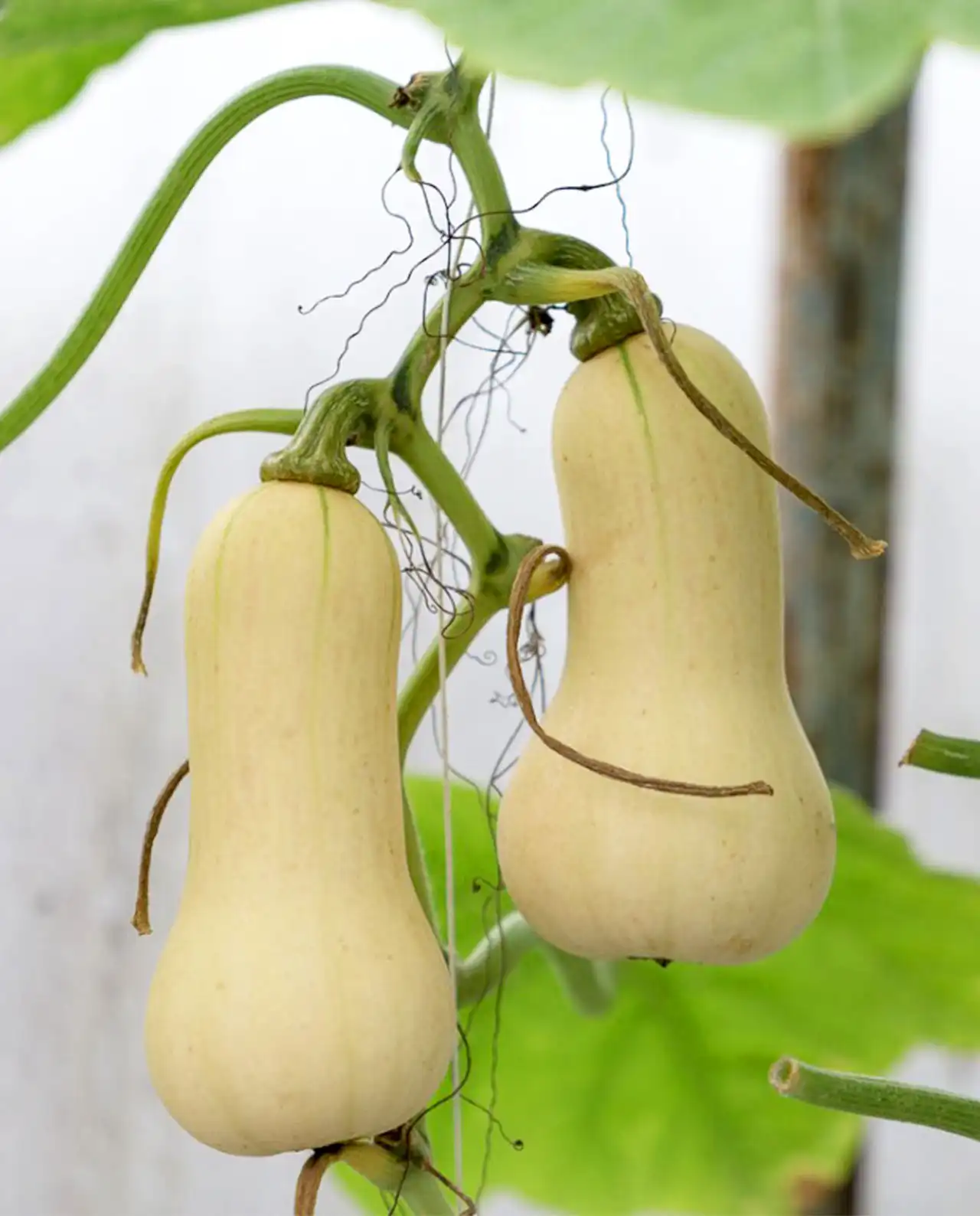 บัตเตอร์นัท ออร์แกนิค Baby Butternut Squash