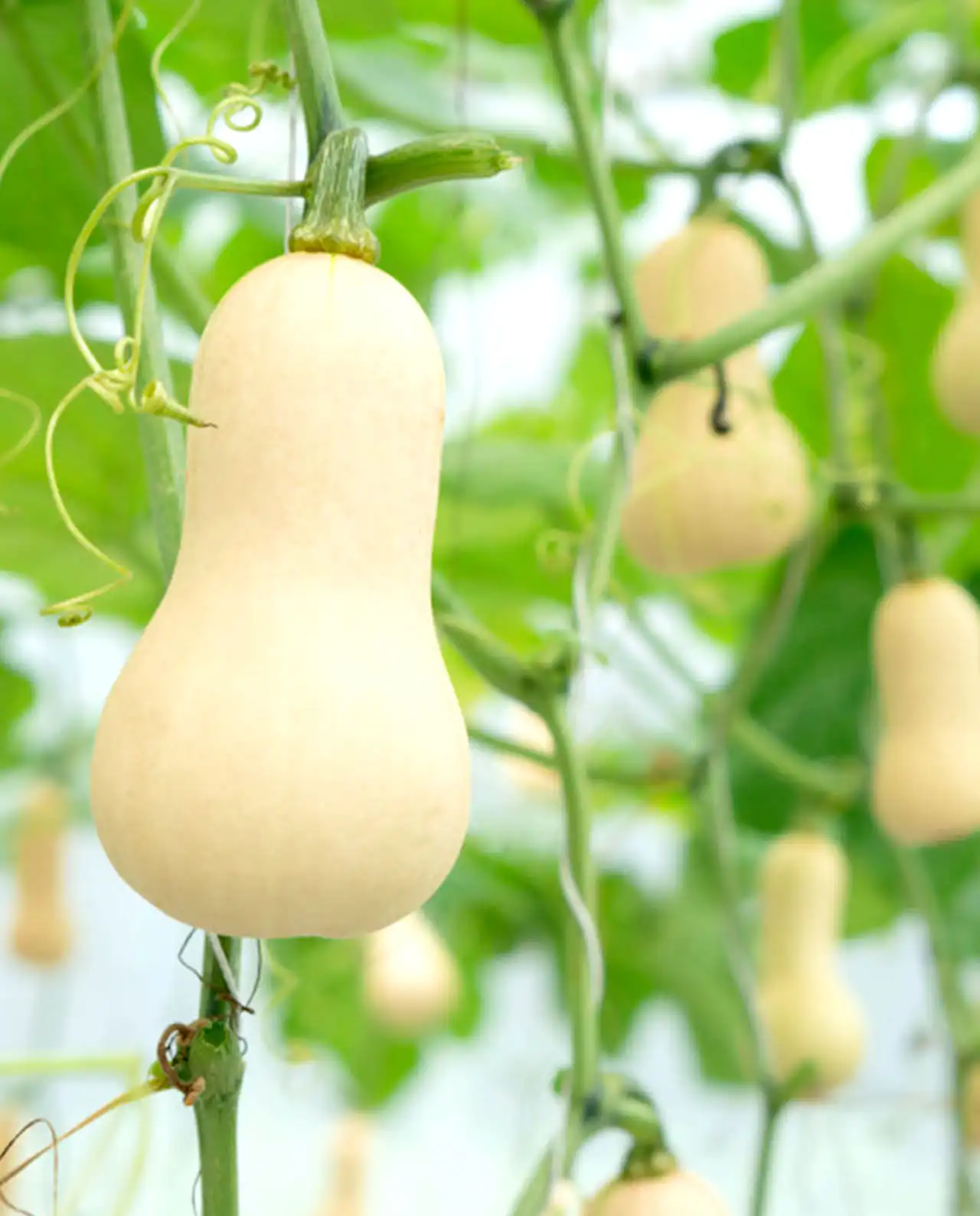 บัตเตอร์นัท ออร์แกนิค Baby Butternut Squash