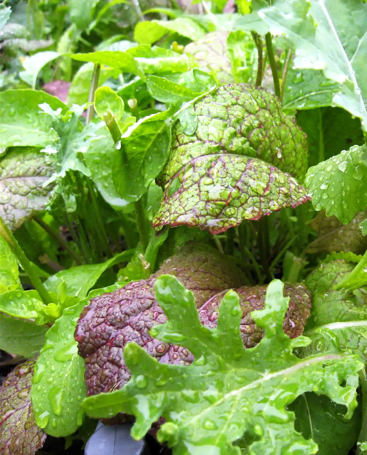 ผักกาดหอม Baby Mesclun Lettuces