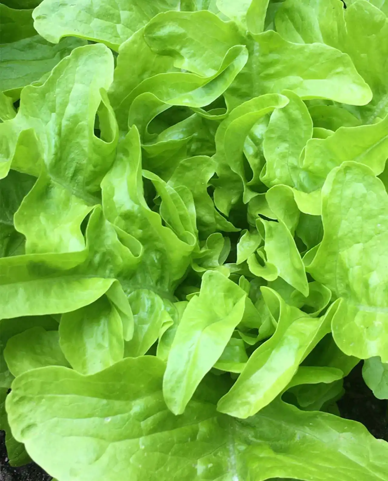 ผักกาดหอม Lettuce Baby Oakleaf