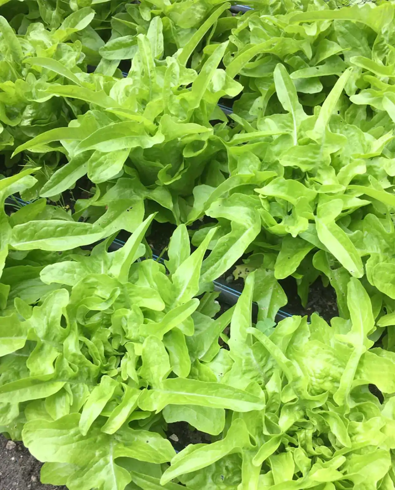 ผักกาดหอม Lettuce Baby Oakleaf