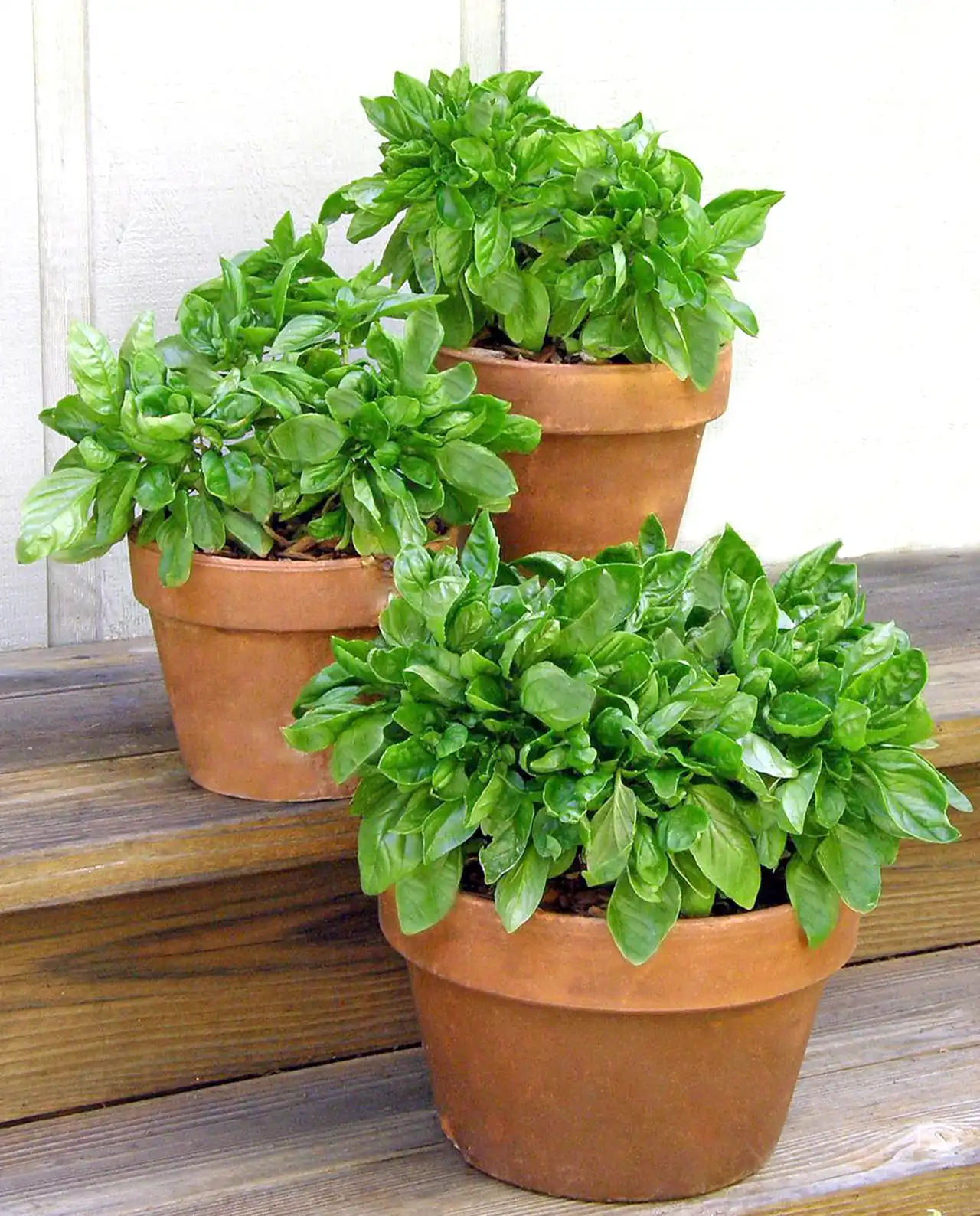 เบซิล Basil Italian Cameo