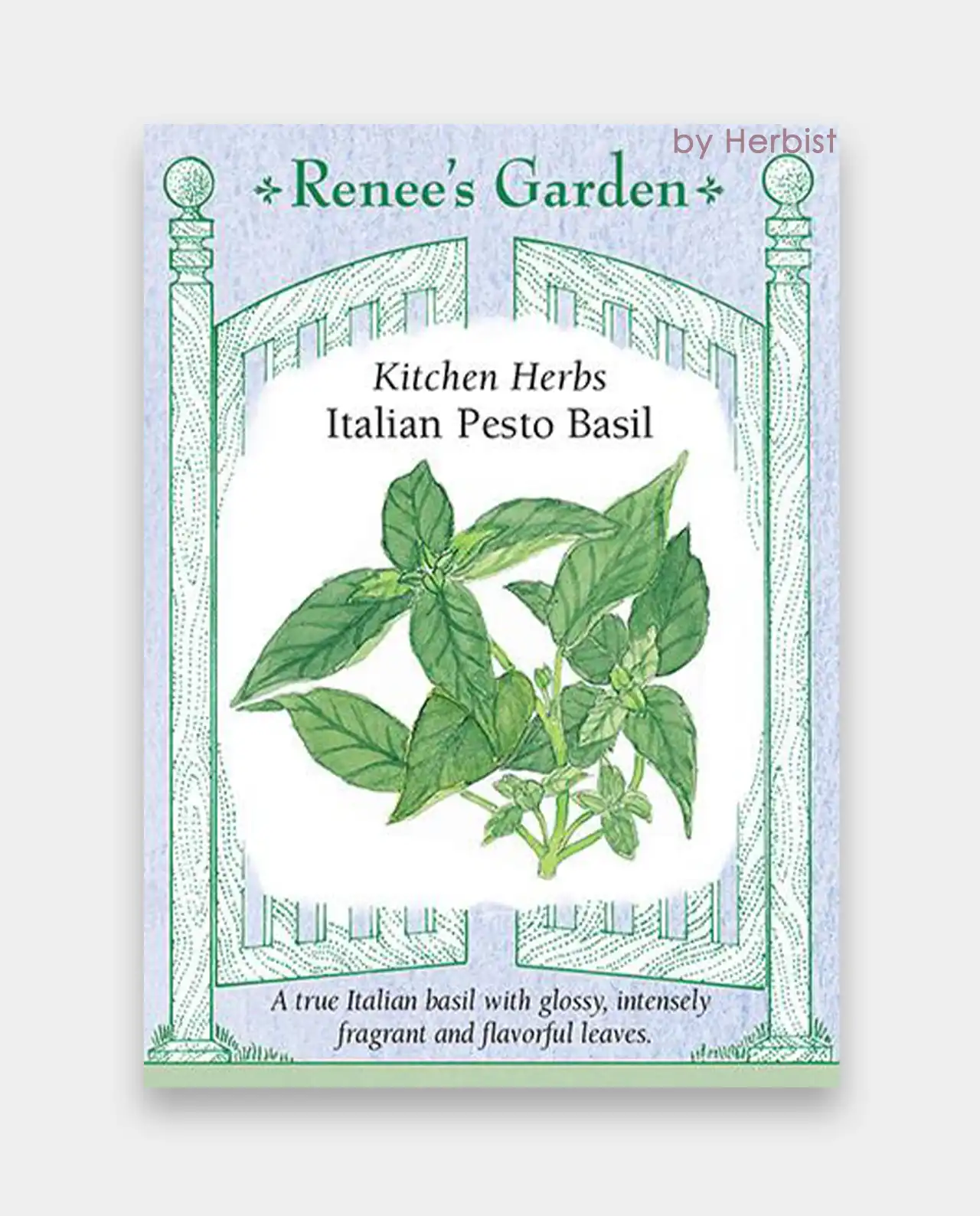 เบซิล Italian Pesto Basil