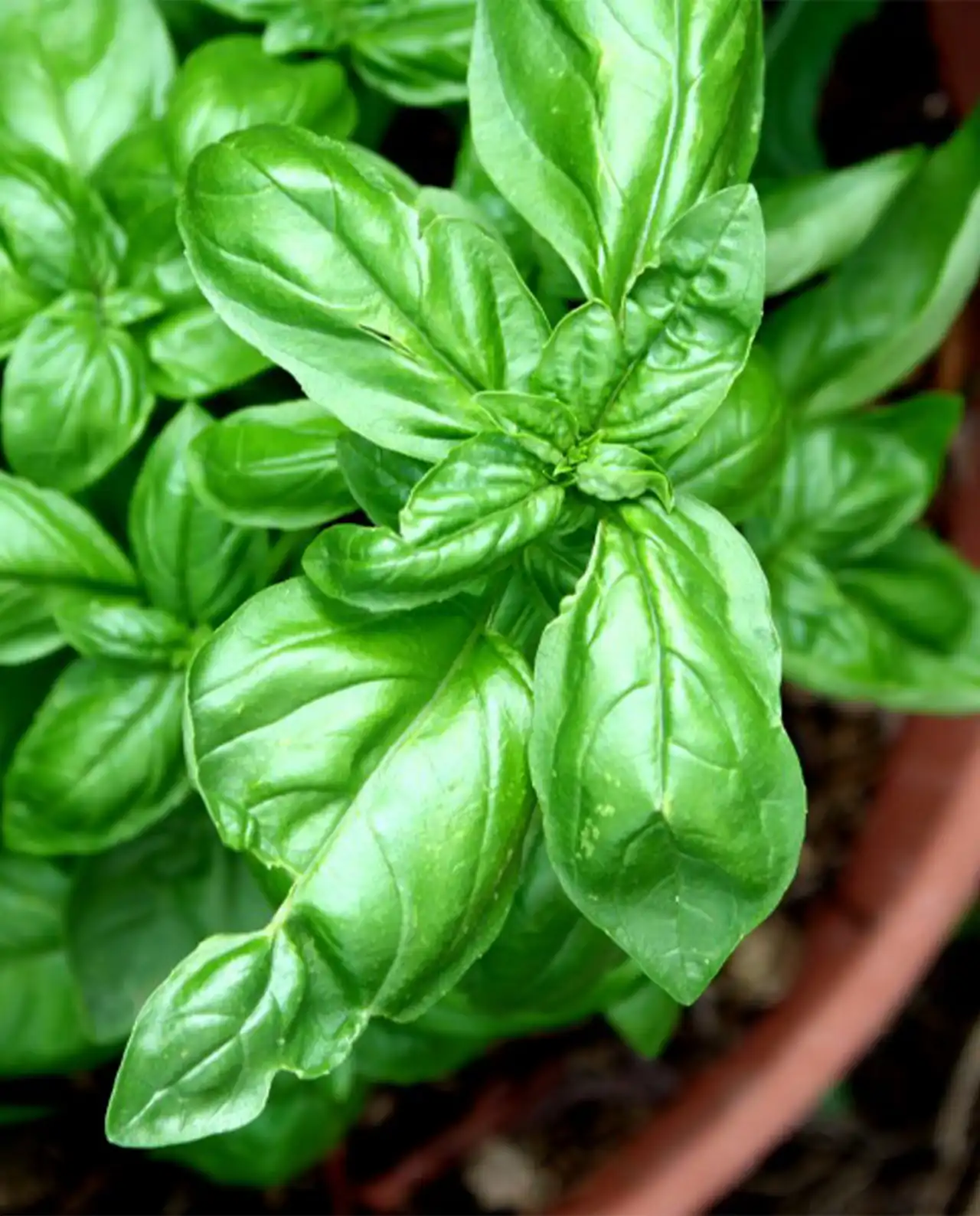 เบซิล Italian Pesto Basil