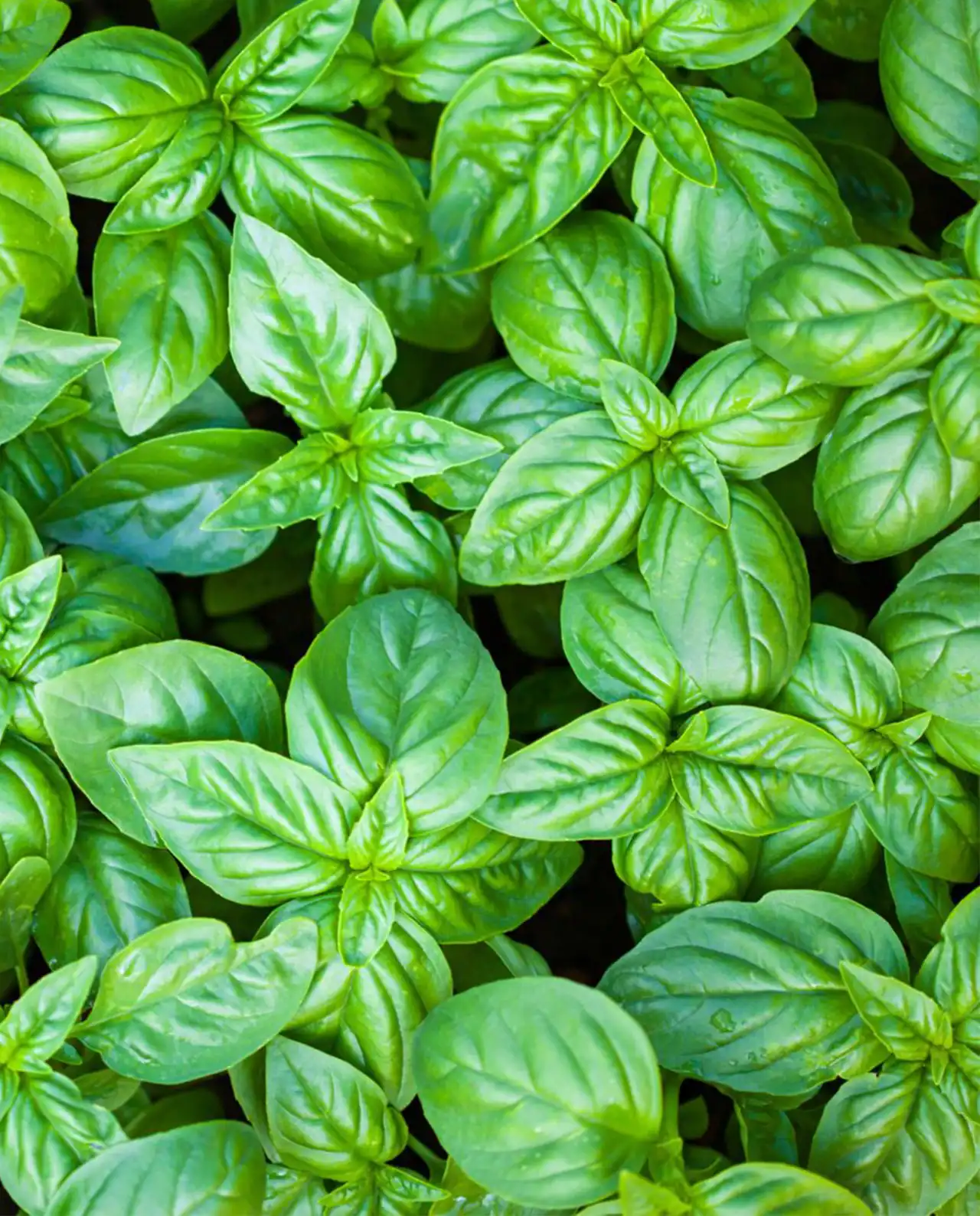 เบซิล Italian Pesto Basil