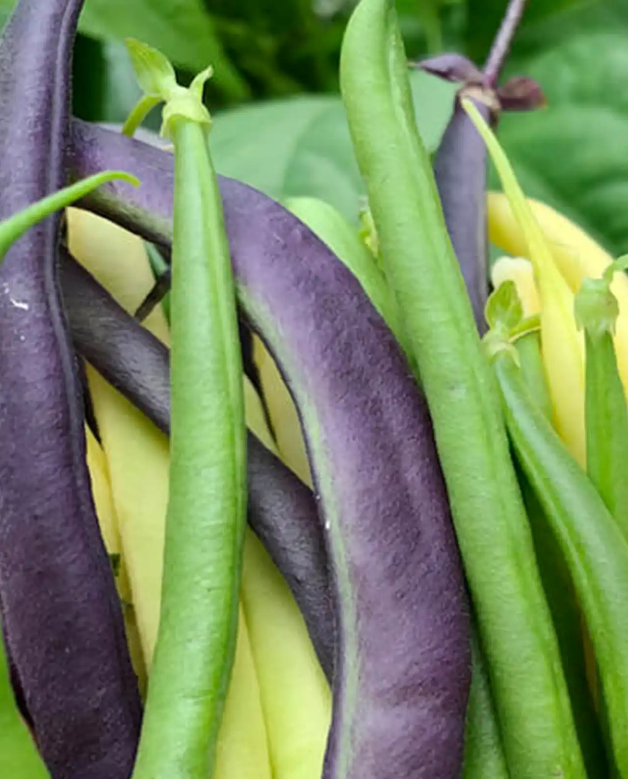 ถั่วพุ่ม Bush Beans Gold, Purple & Green