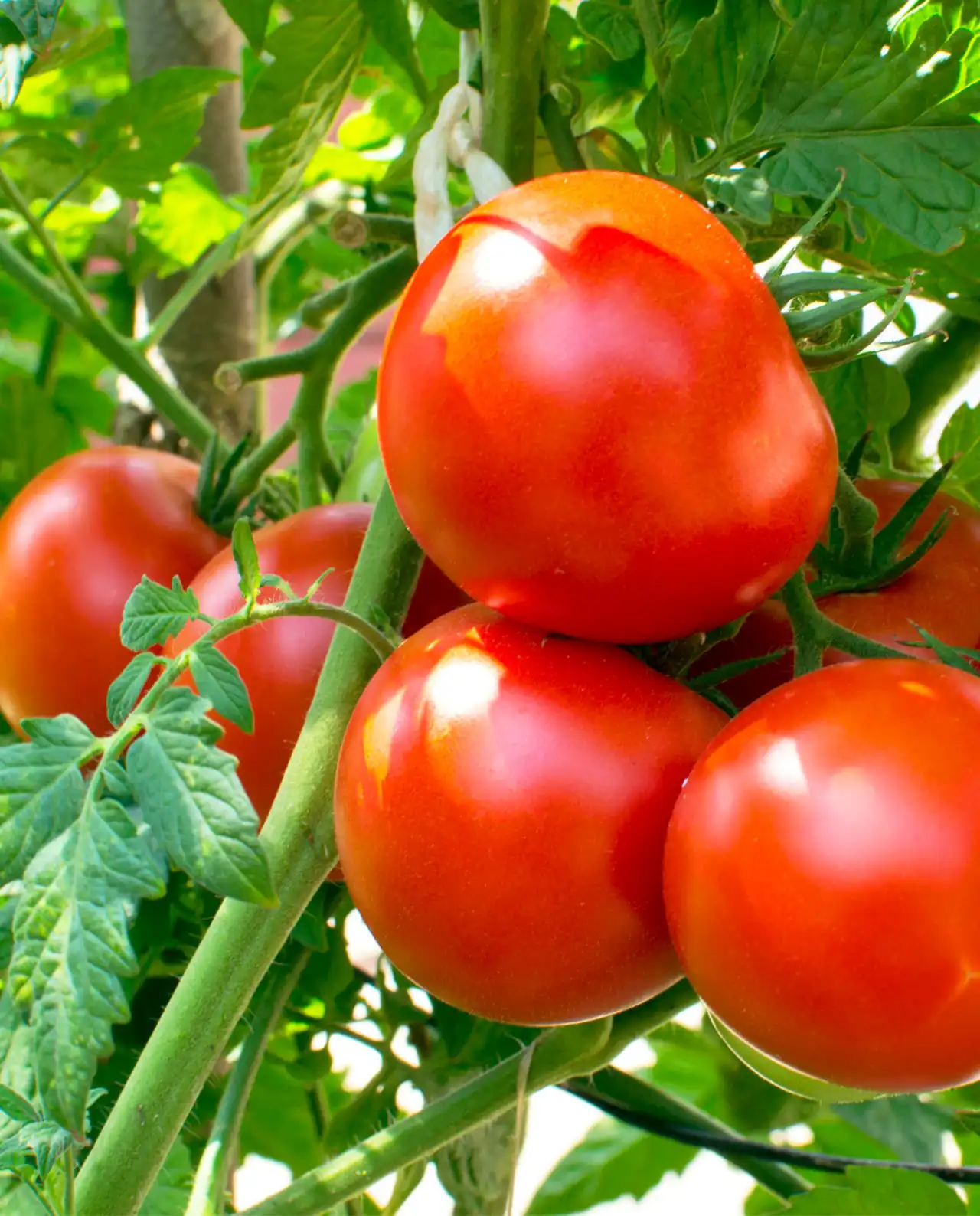 มะเขือเทศ Big Beef Beefsteak Tomato