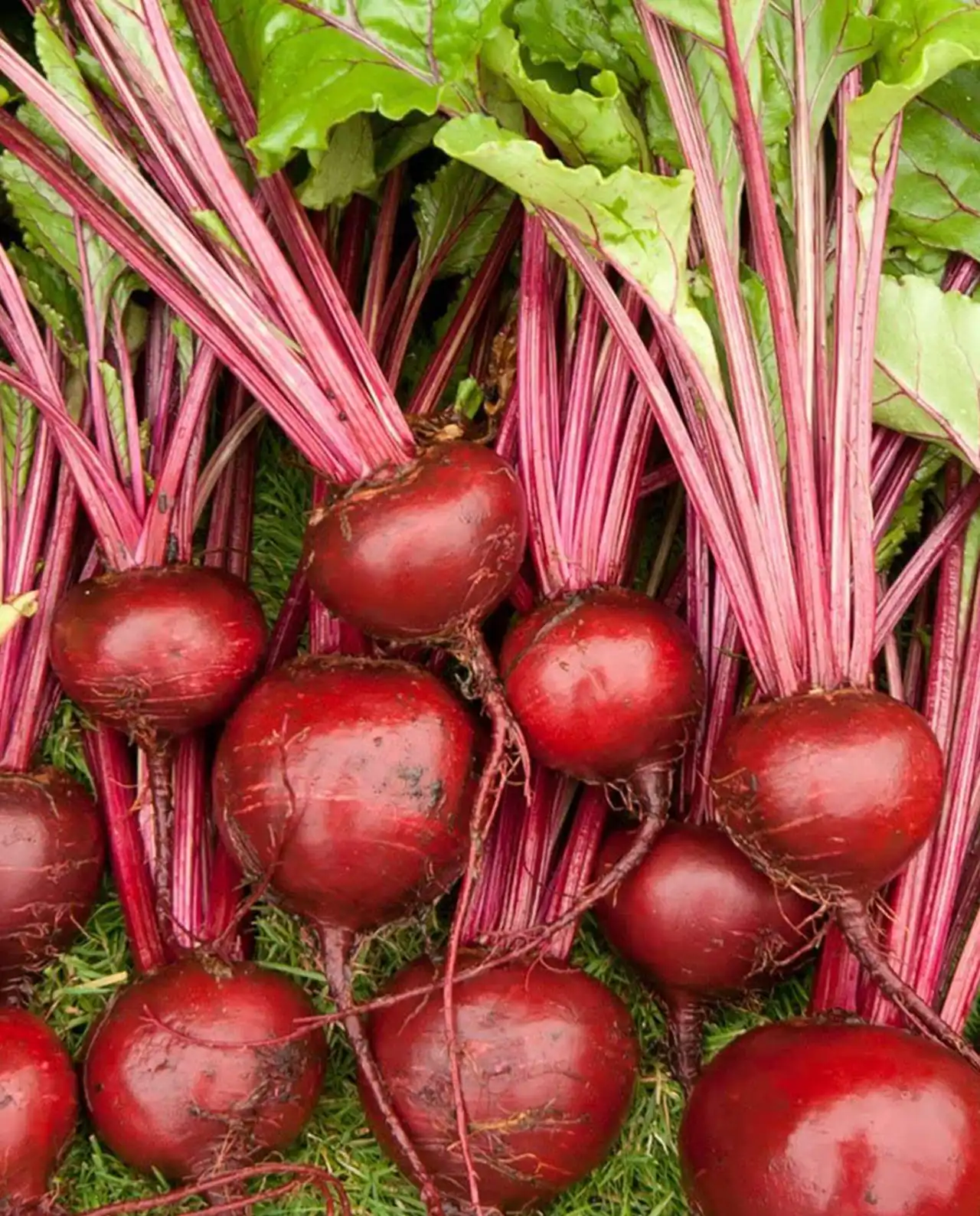 บีท Roasting Beets Sweet Merlin