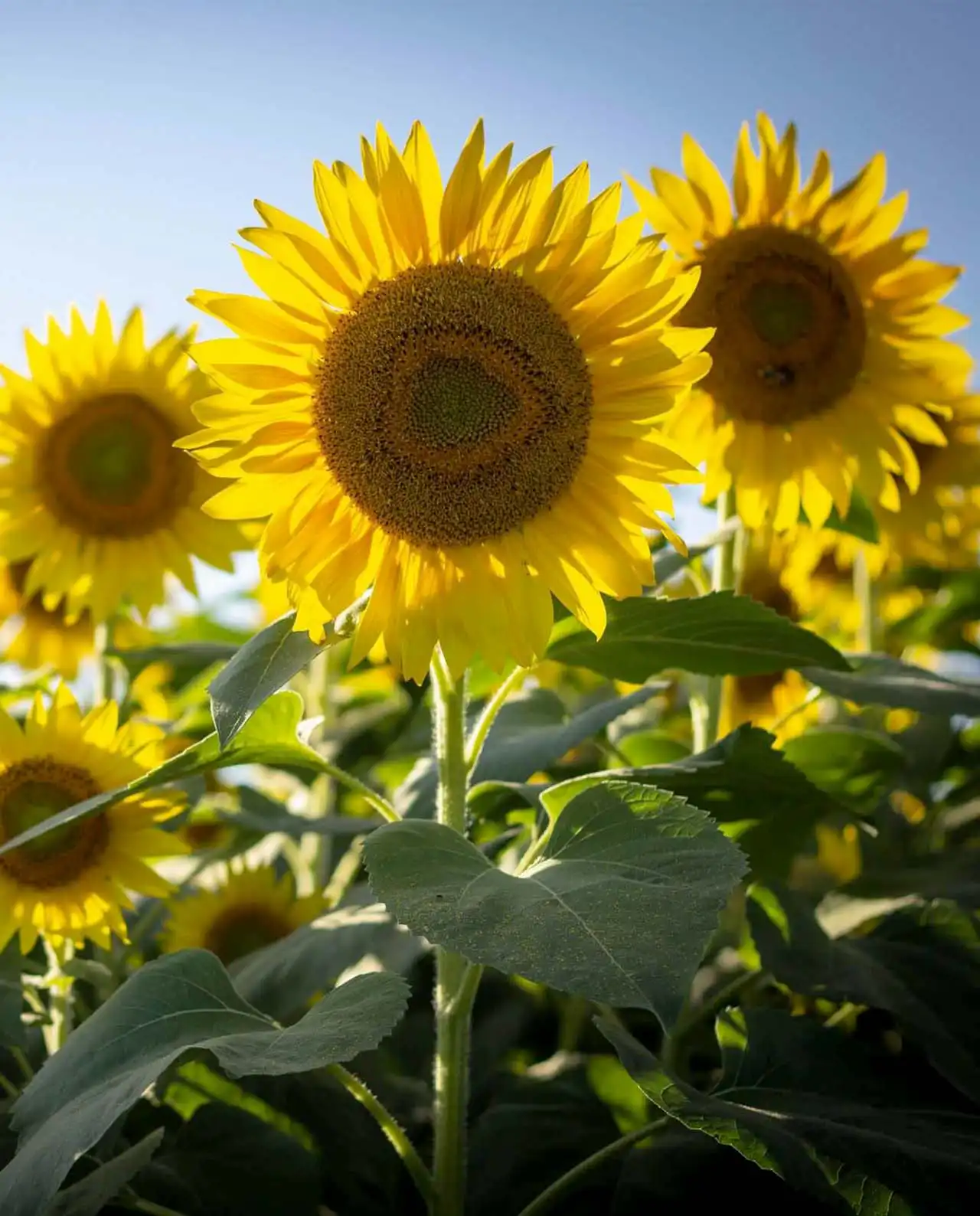 ดอกทานตะวัน The Birds & Bees Sunflowers