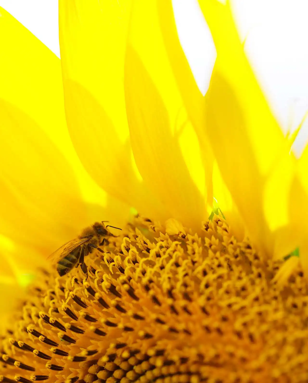 ดอกทานตะวัน The Birds & Bees Sunflowers