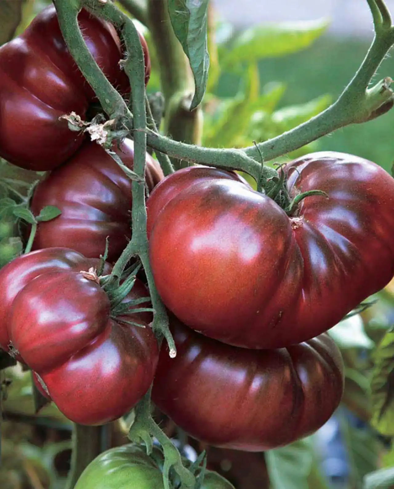 มะเขือเทศ ออร์แกนิค Black Krim Tomato
