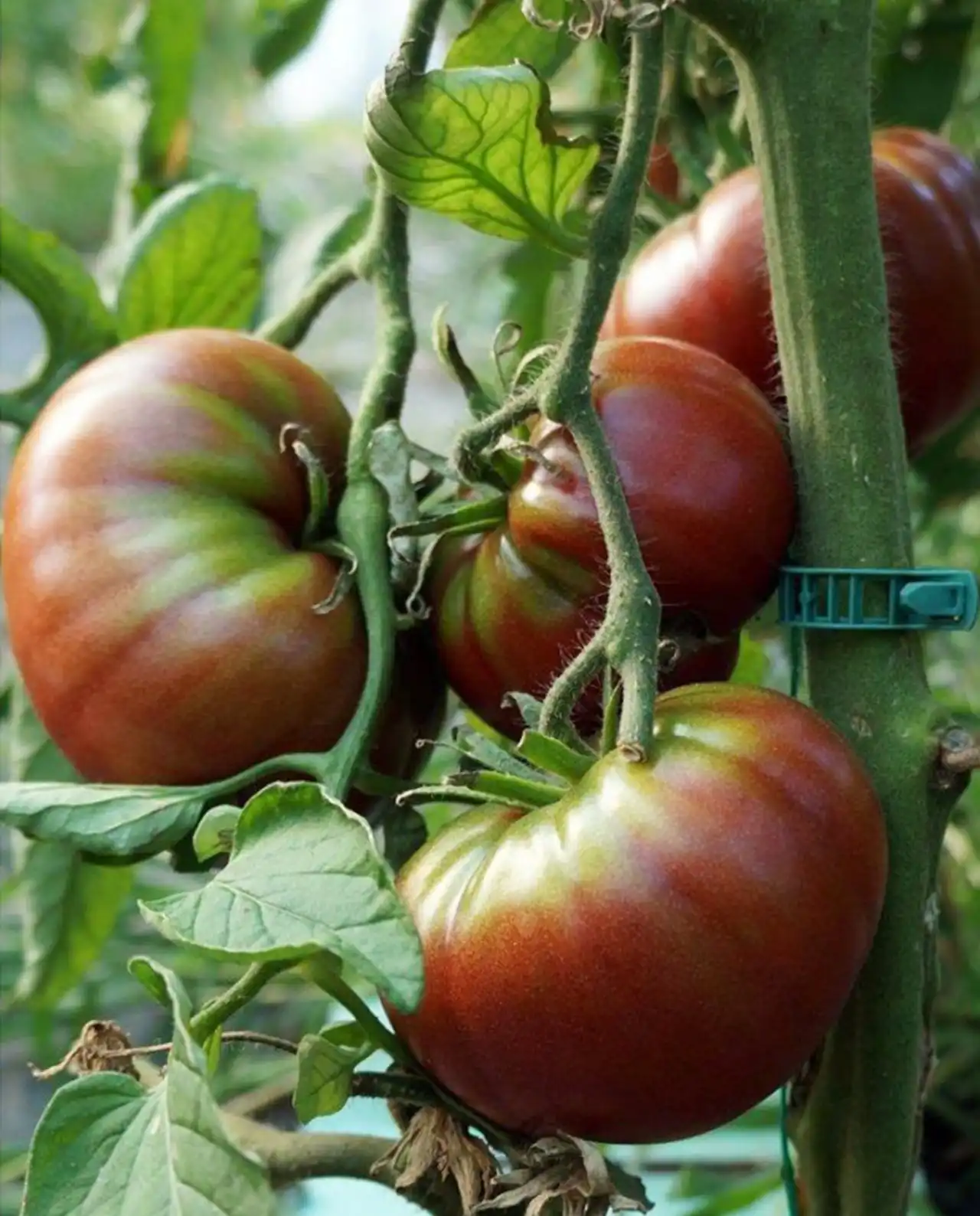 มะเขือเทศ ออร์แกนิค Black Krim Tomato