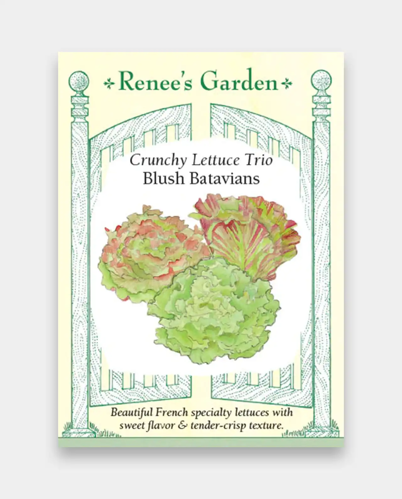 ผักกาดหอม ผักสลัด Blush Batavians