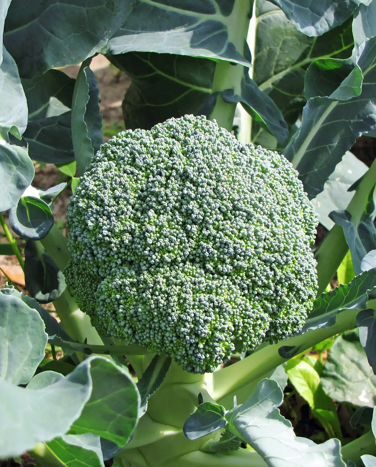 บรอกโคลี All Season Blend Broccoli