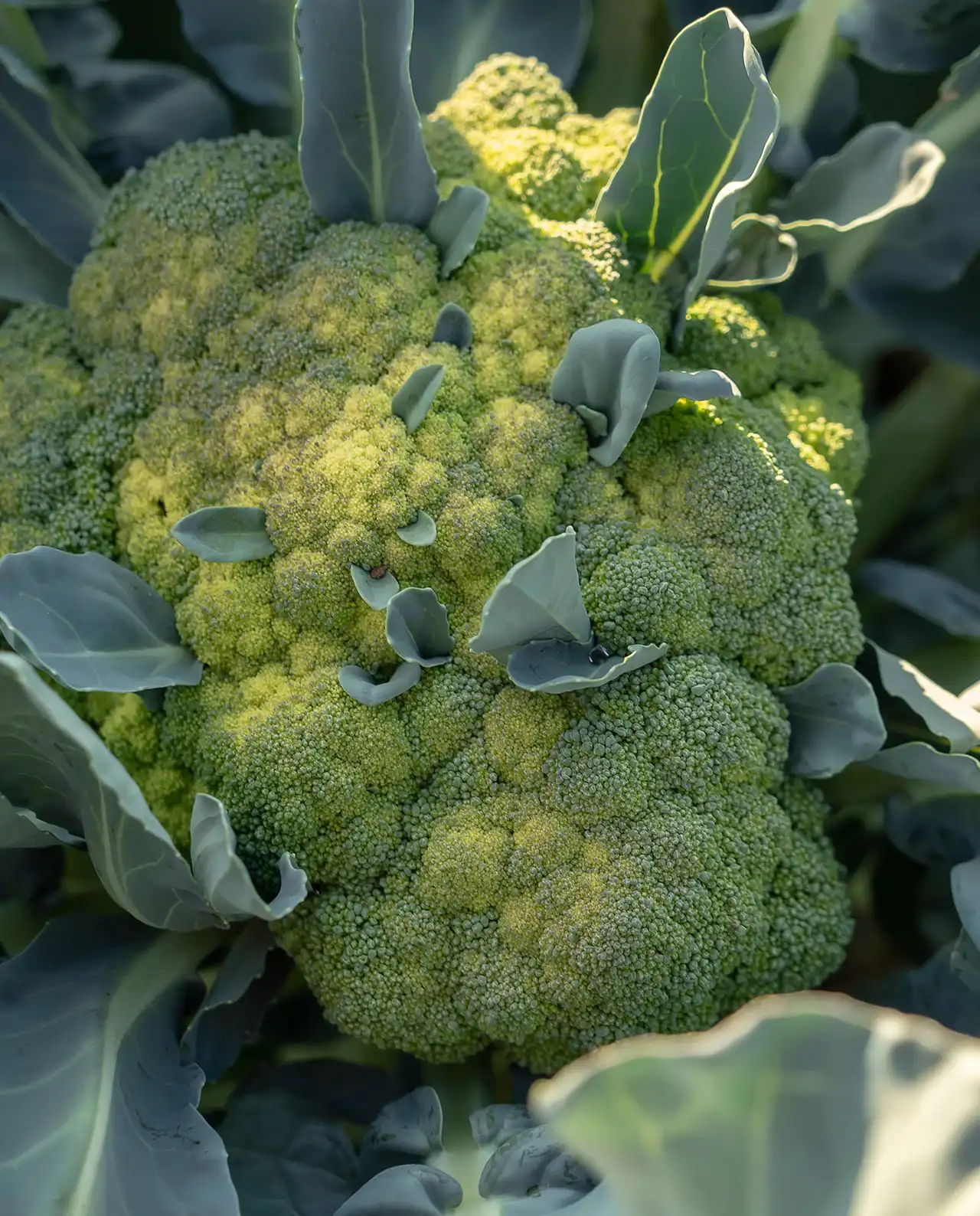 บรอกโคลี All Season Blend Broccoli