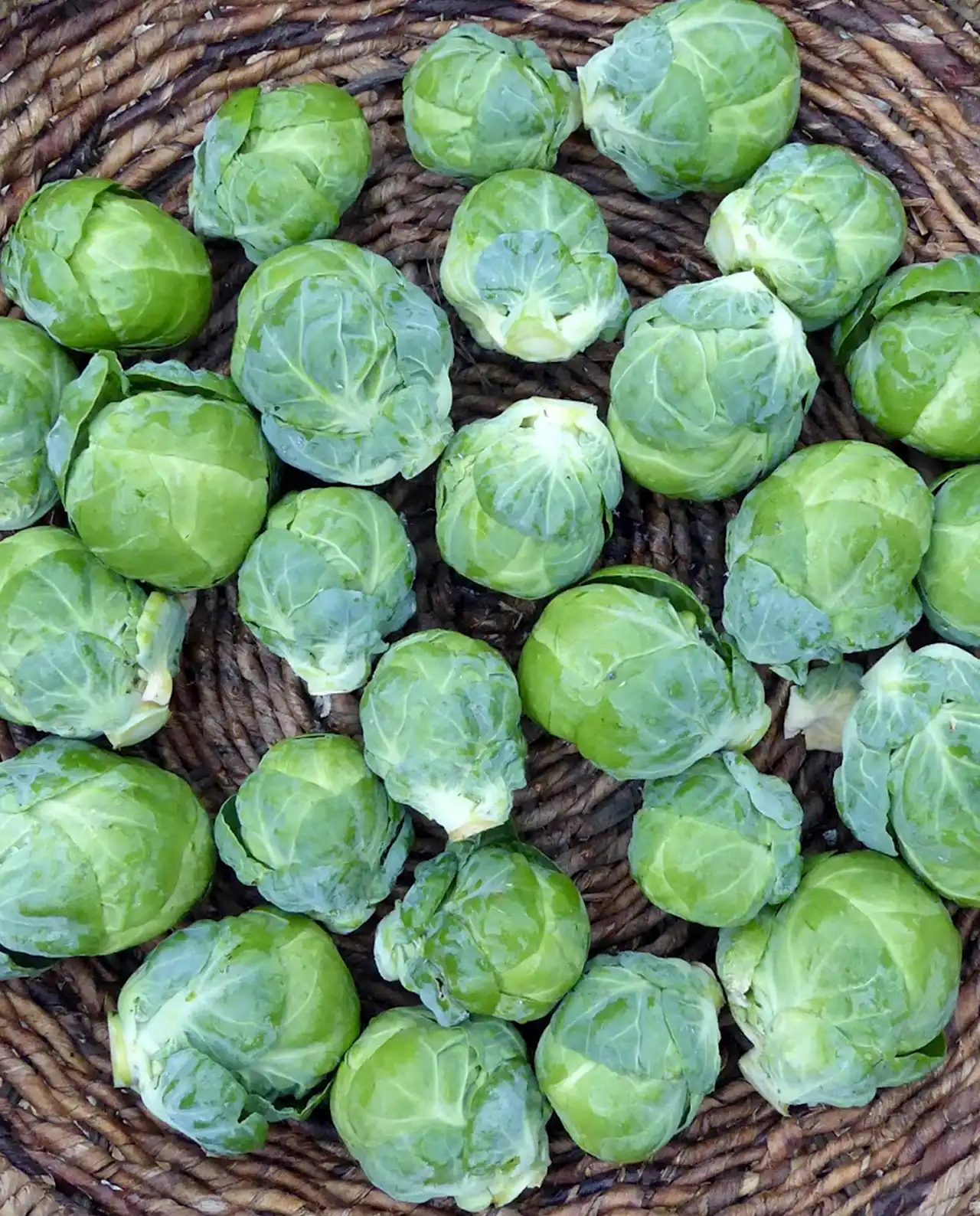 กะหล่ำดาว Brussels Sprouts Hestia