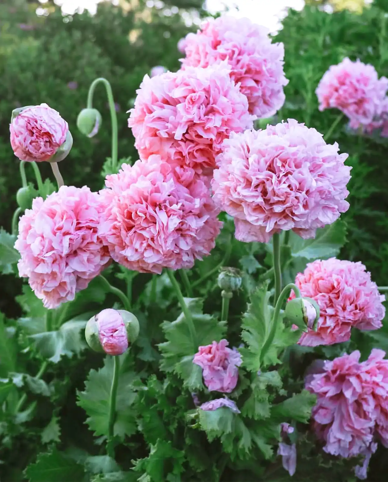ป๊อปปี้ Carnation Poppies French Flounce
