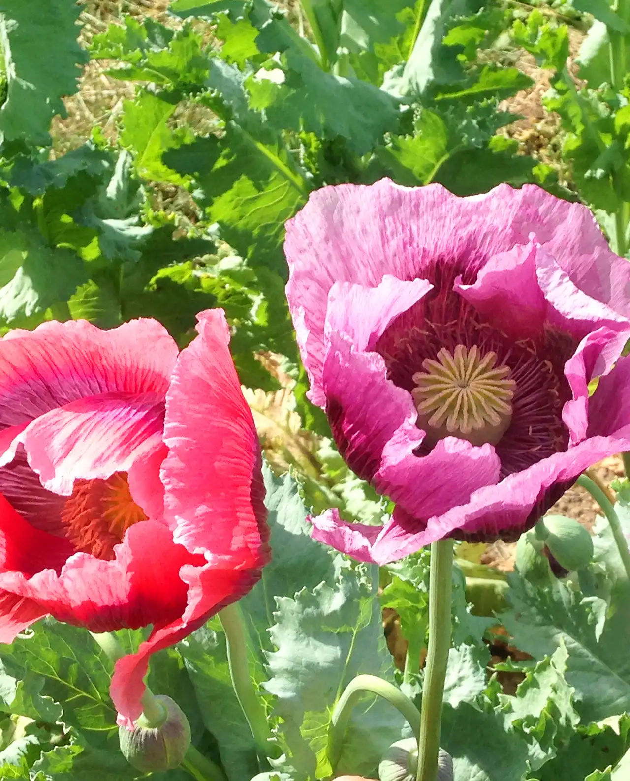 ป๊อปปี้ Carnation Poppies French Flounce