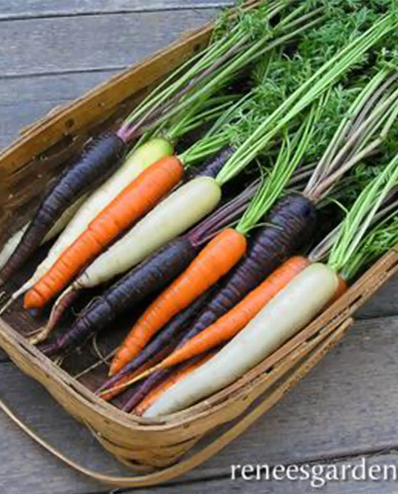 แครอท Tricolor Carrots Circus Circus