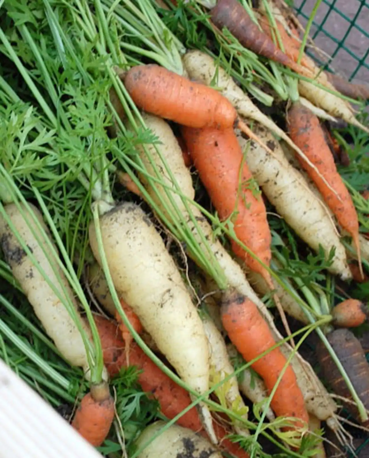 แครอท Tricolor Carrots Circus Circus