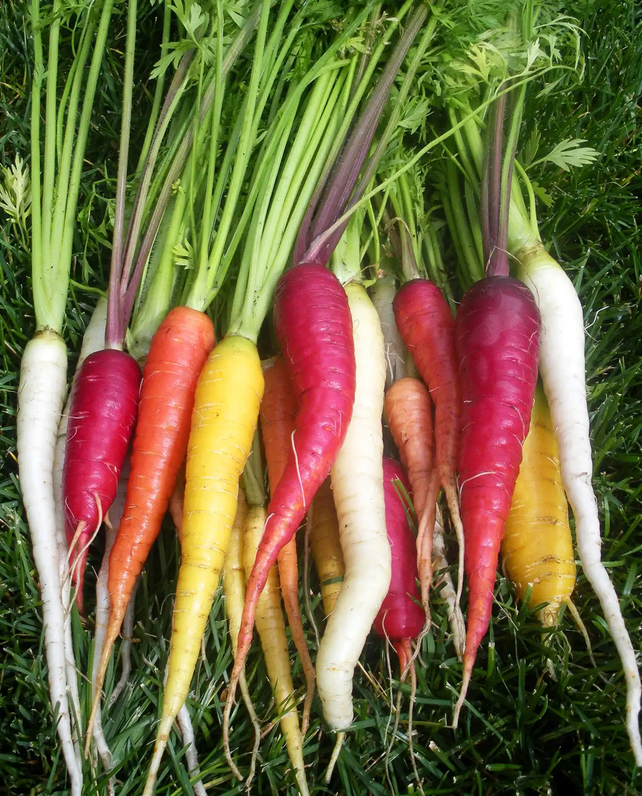 แครอท Harlequin Mix Rainbow Carrots