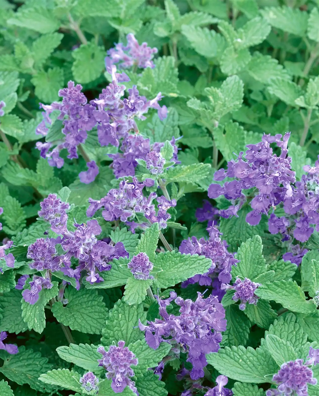 แคทมินต์ Catmint