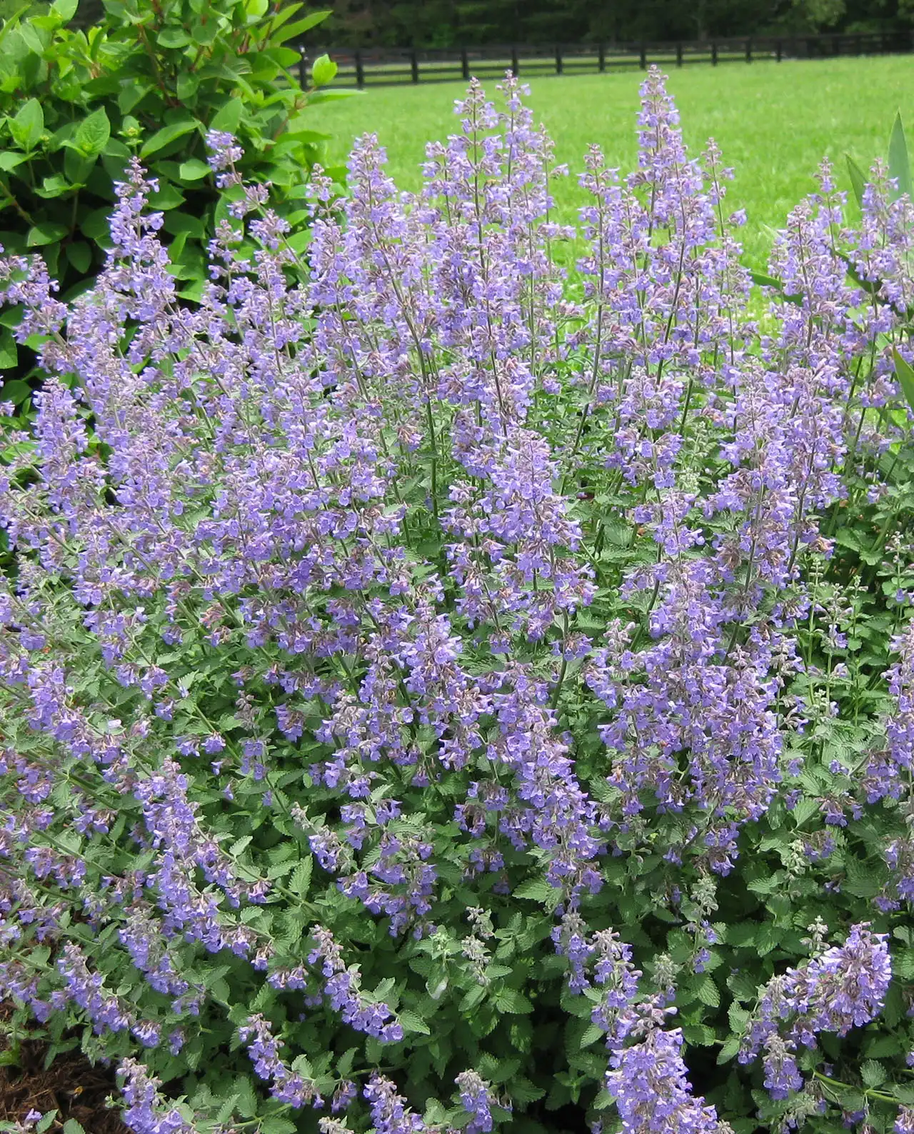 แคทมินต์ Catmint