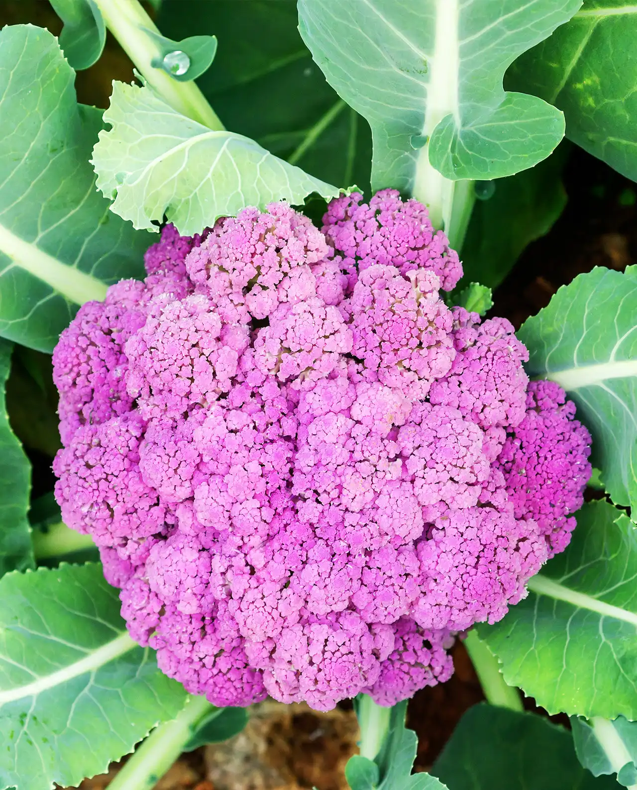 คอลิฟลาวเวอร์ Purple Crush Cauliflower