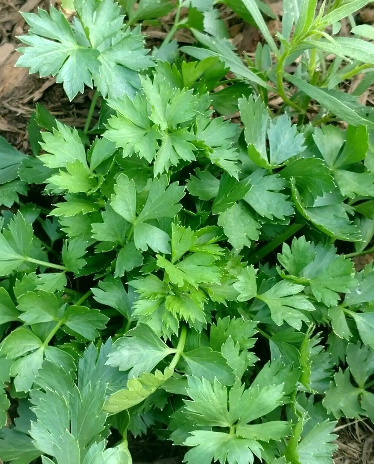 เซเลอรี่ Amsterdam Seasoning Celery