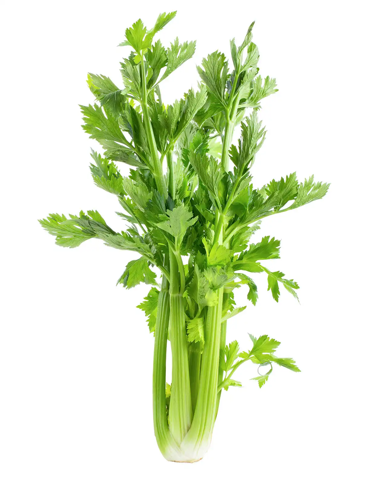 เซเลอรี่ Amsterdam Seasoning Celery