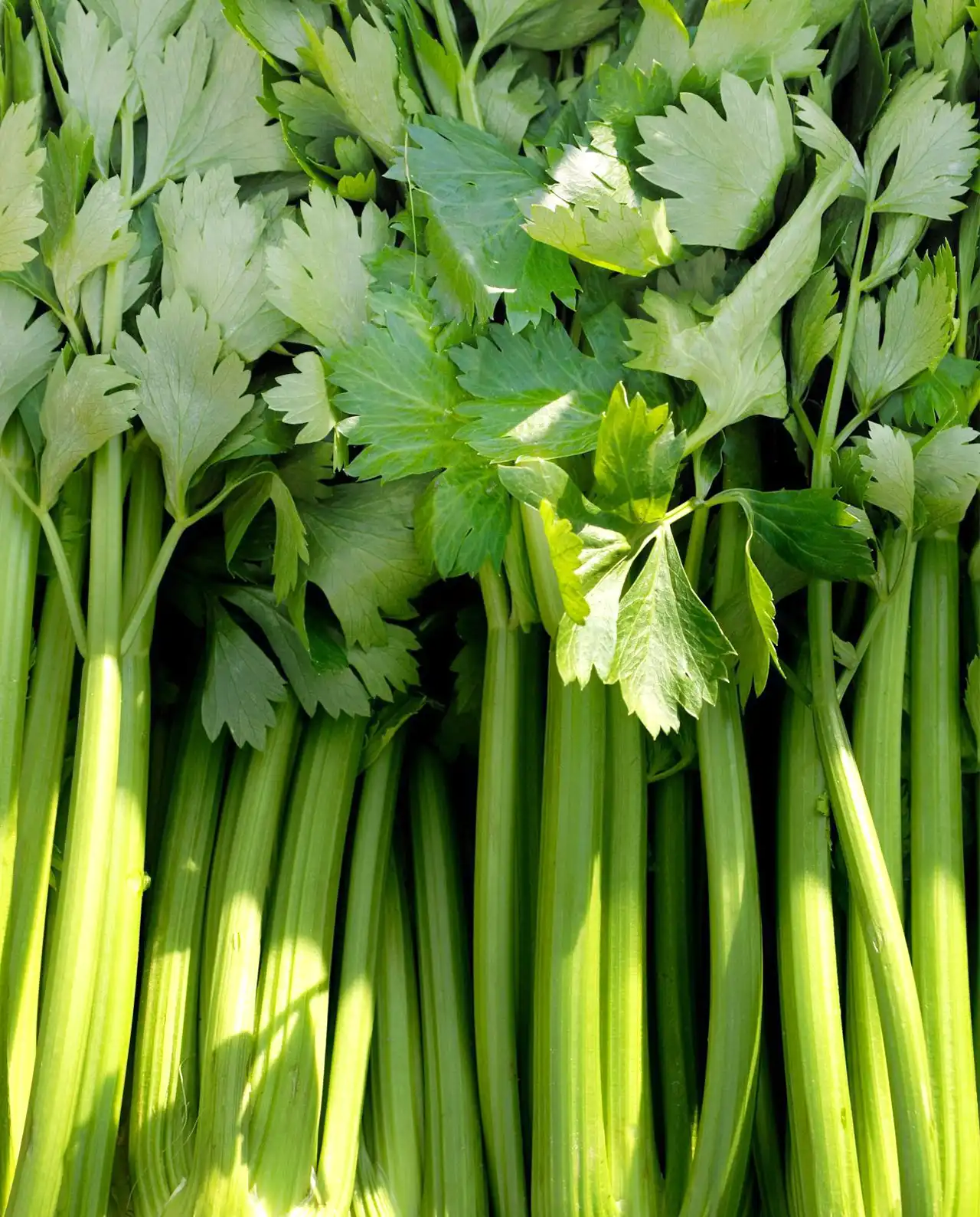 เซเลอรี่ Merlin Stalk Celery