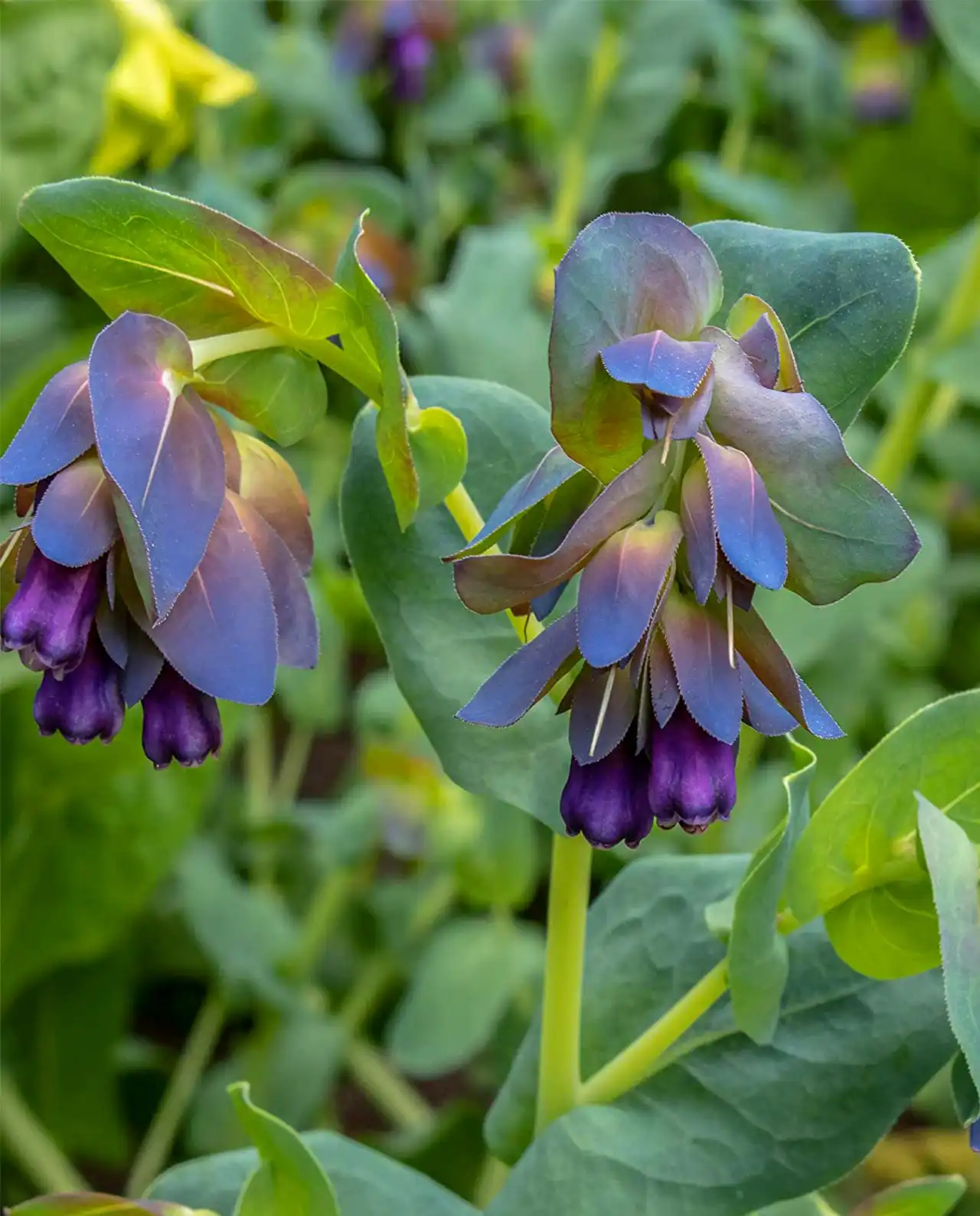 เซอรินธ์ Hummingbird Cerinthe