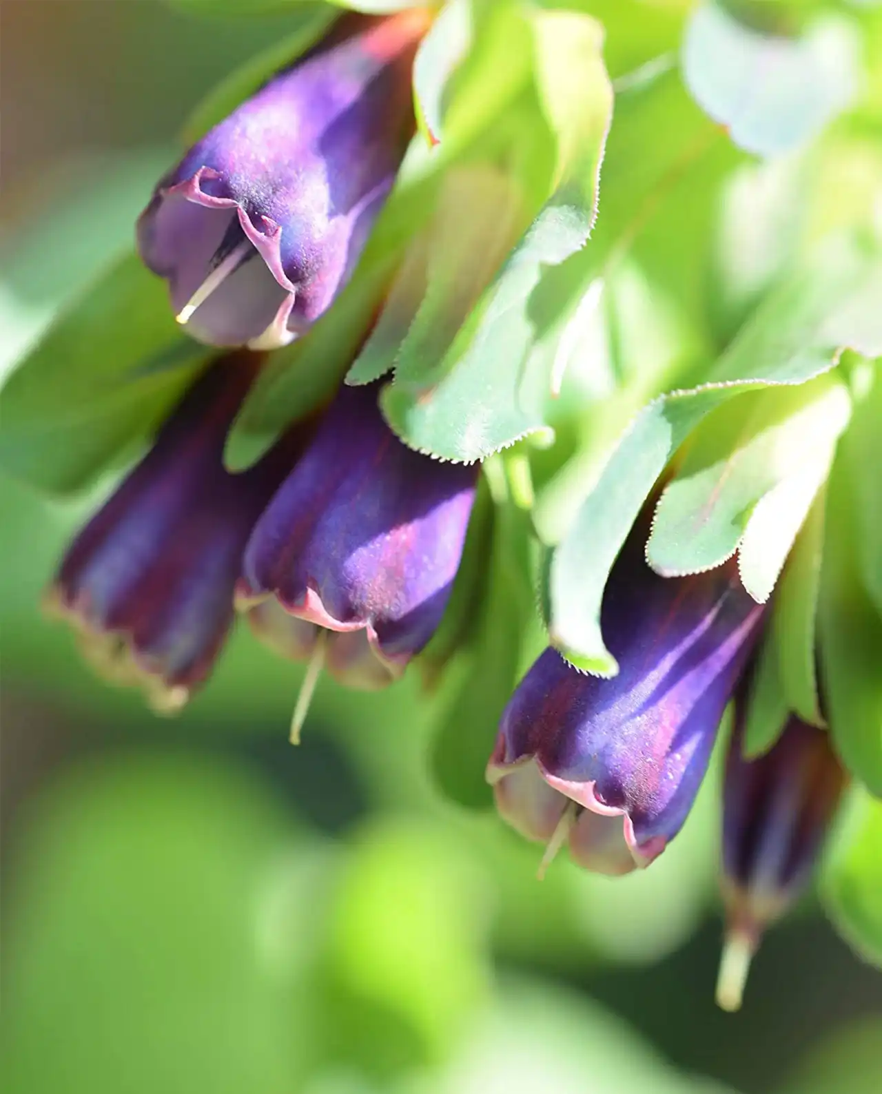 เซอรินธ์ Hummingbird Cerinthe